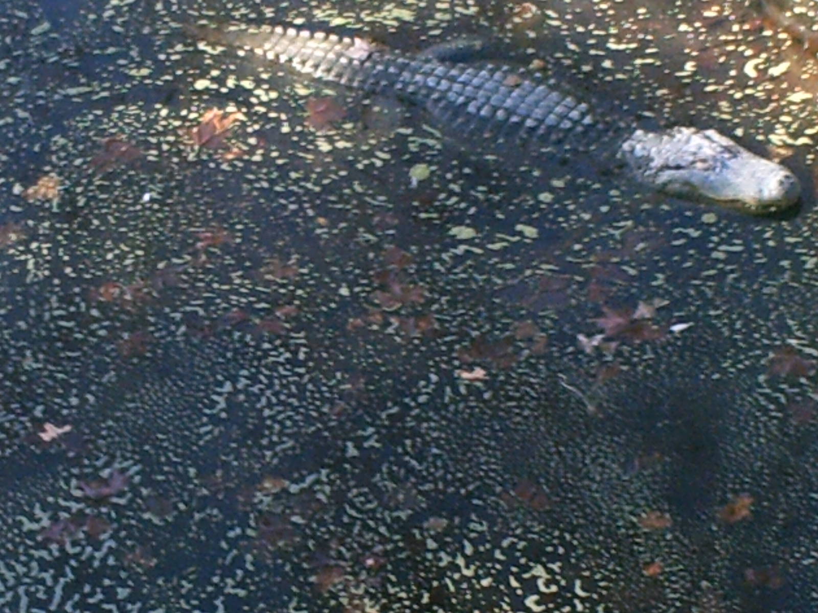 Lisboa Zoo: circa 2008