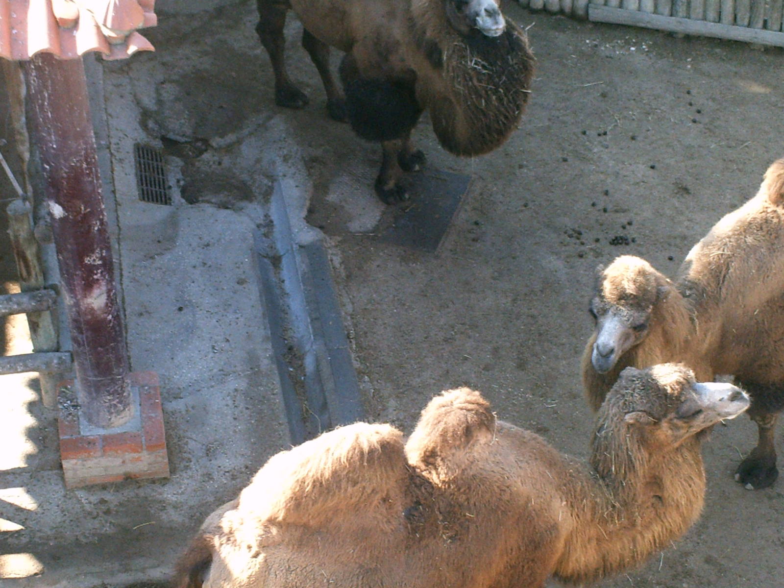 Lisboa Zoo: circa 2008