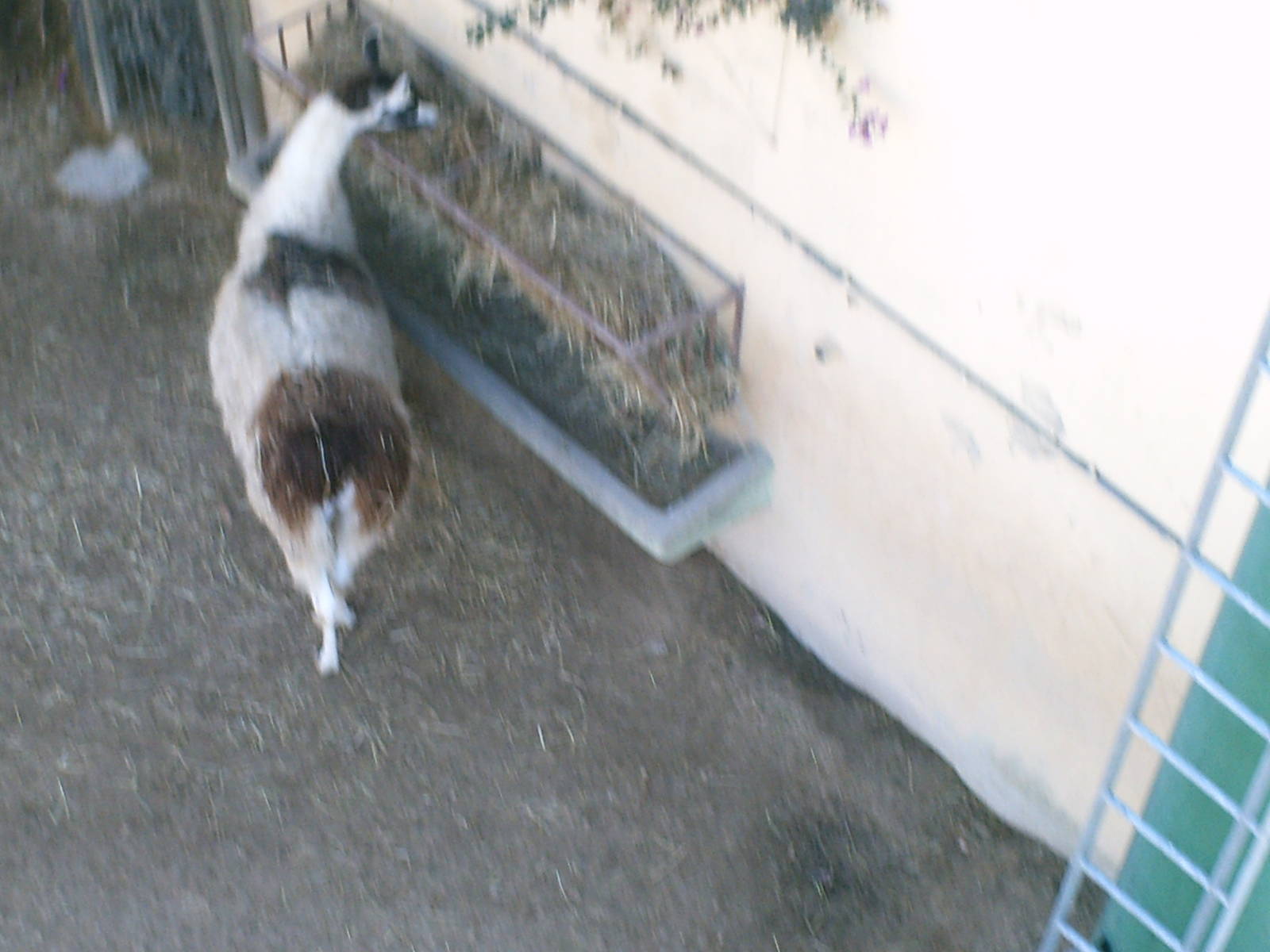 Lisboa Zoo: circa 2008