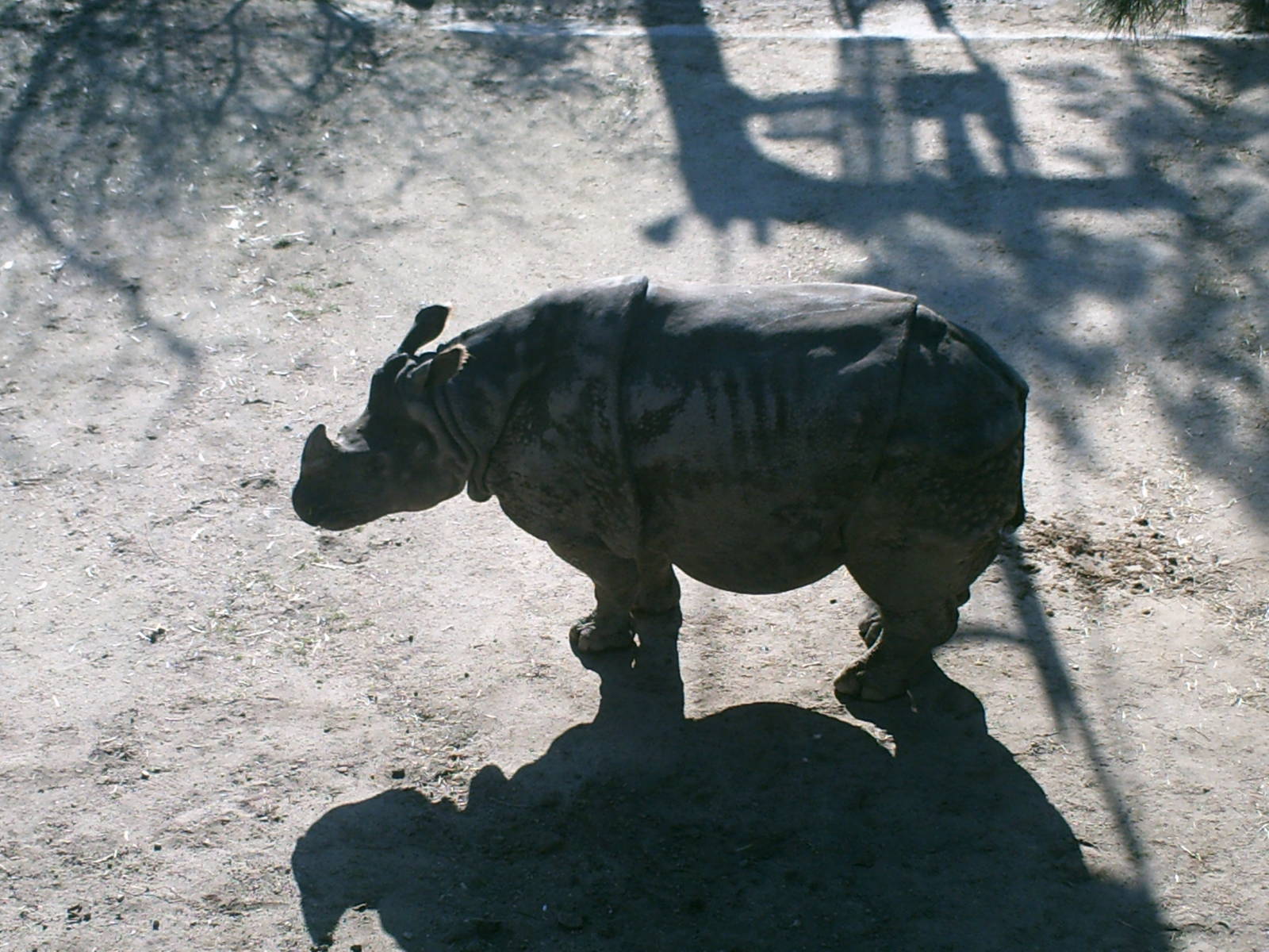 Lisboa Zoo: circa 2008