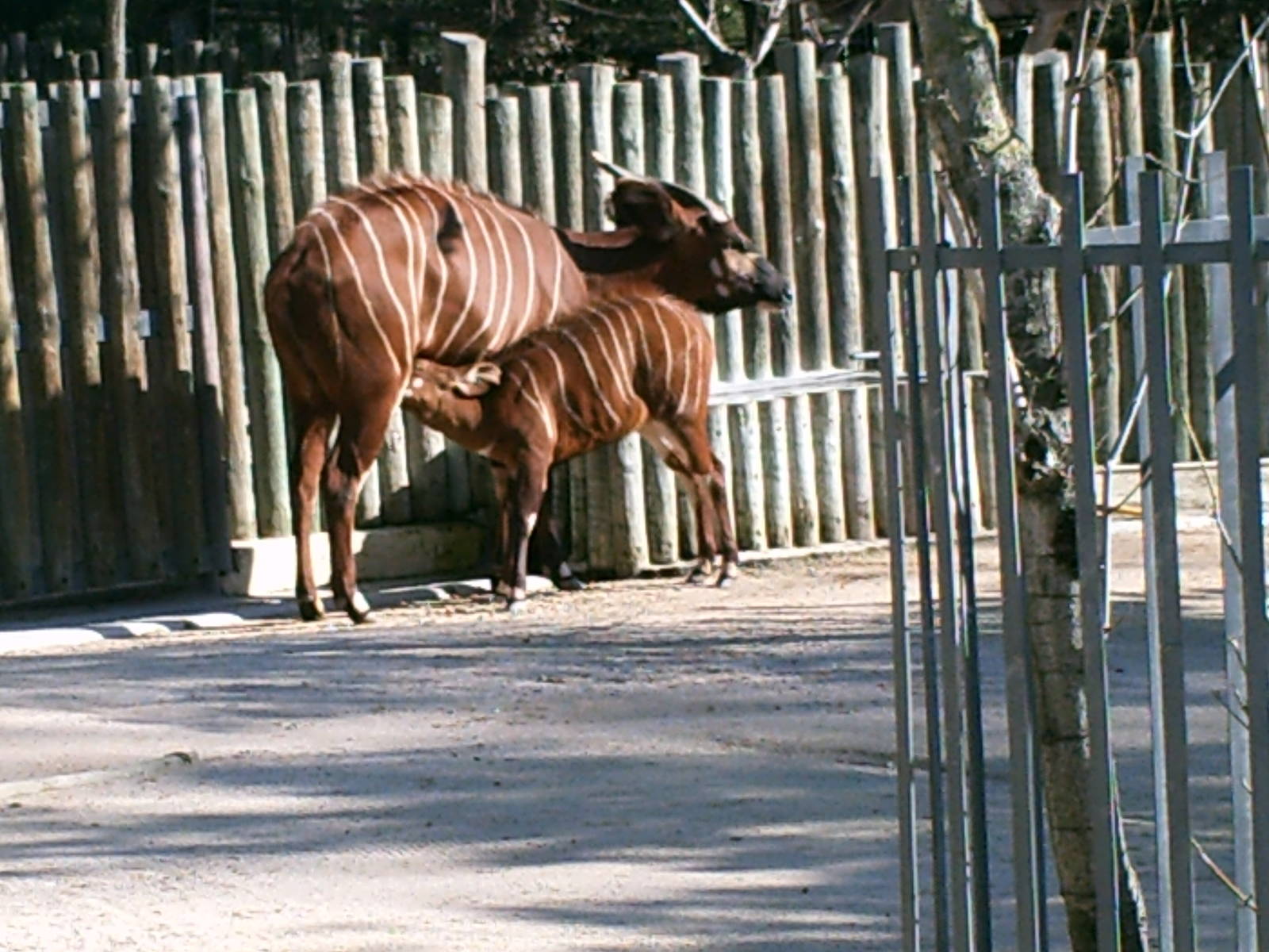 Lisboa Zoo: circa 2008