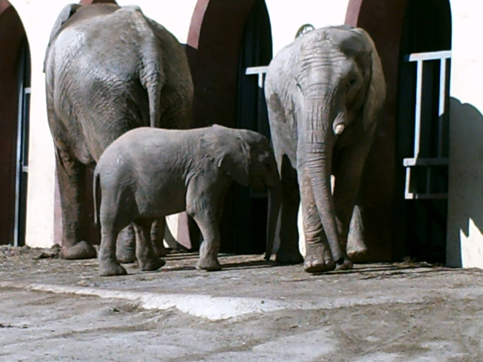 Lisboa Zoo: circa 2008
