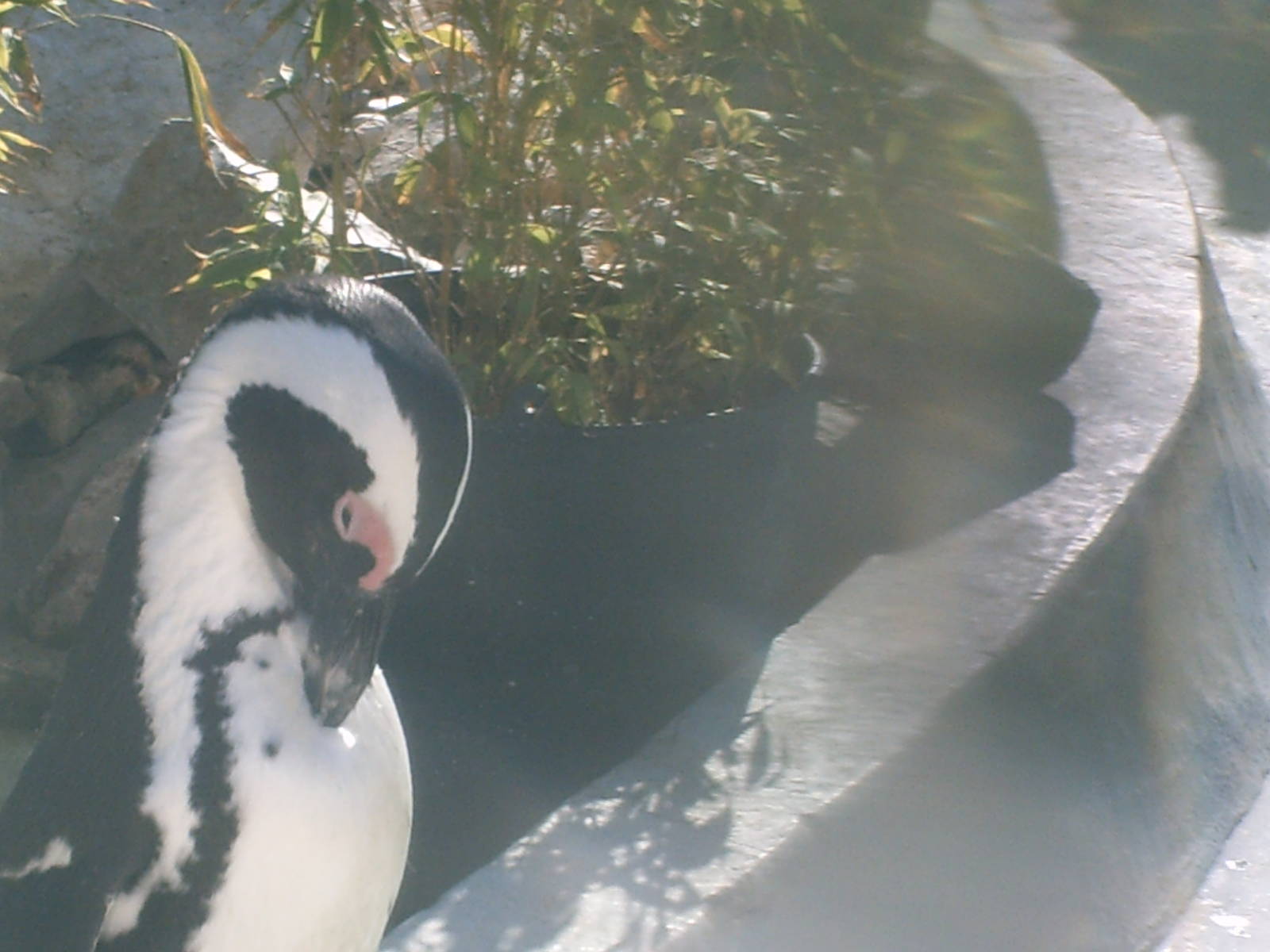 Lisboa Zoo: circa 2008