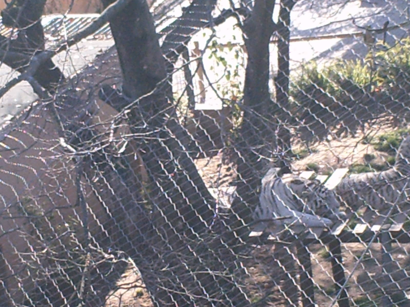 Lisboa Zoo: circa 2008