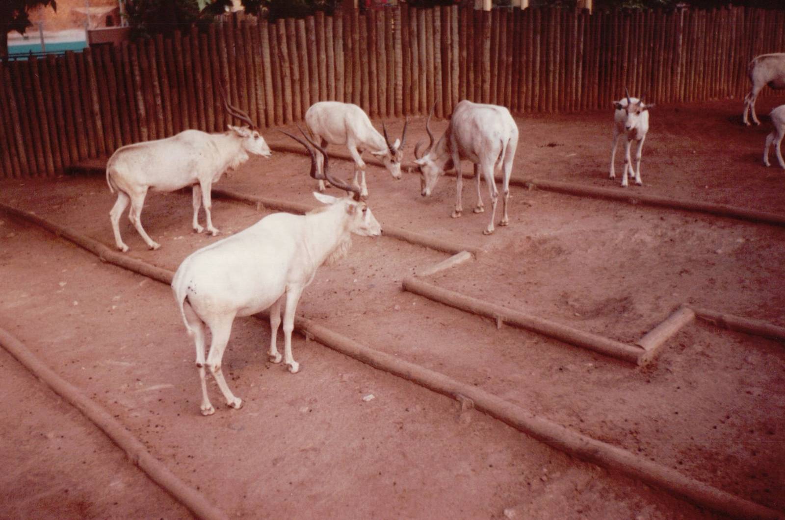 Lisbon Zoo 1997 - Addax