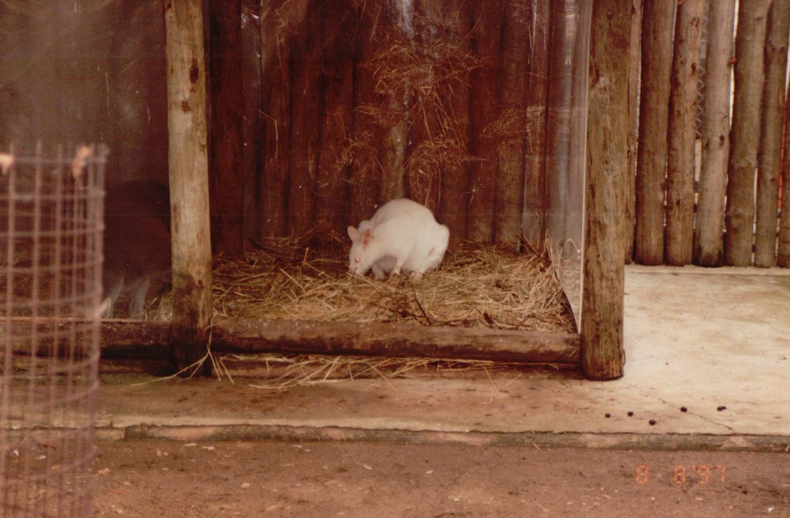 Lisbon Zoo 1997 - Albino Red-necked Wallaby