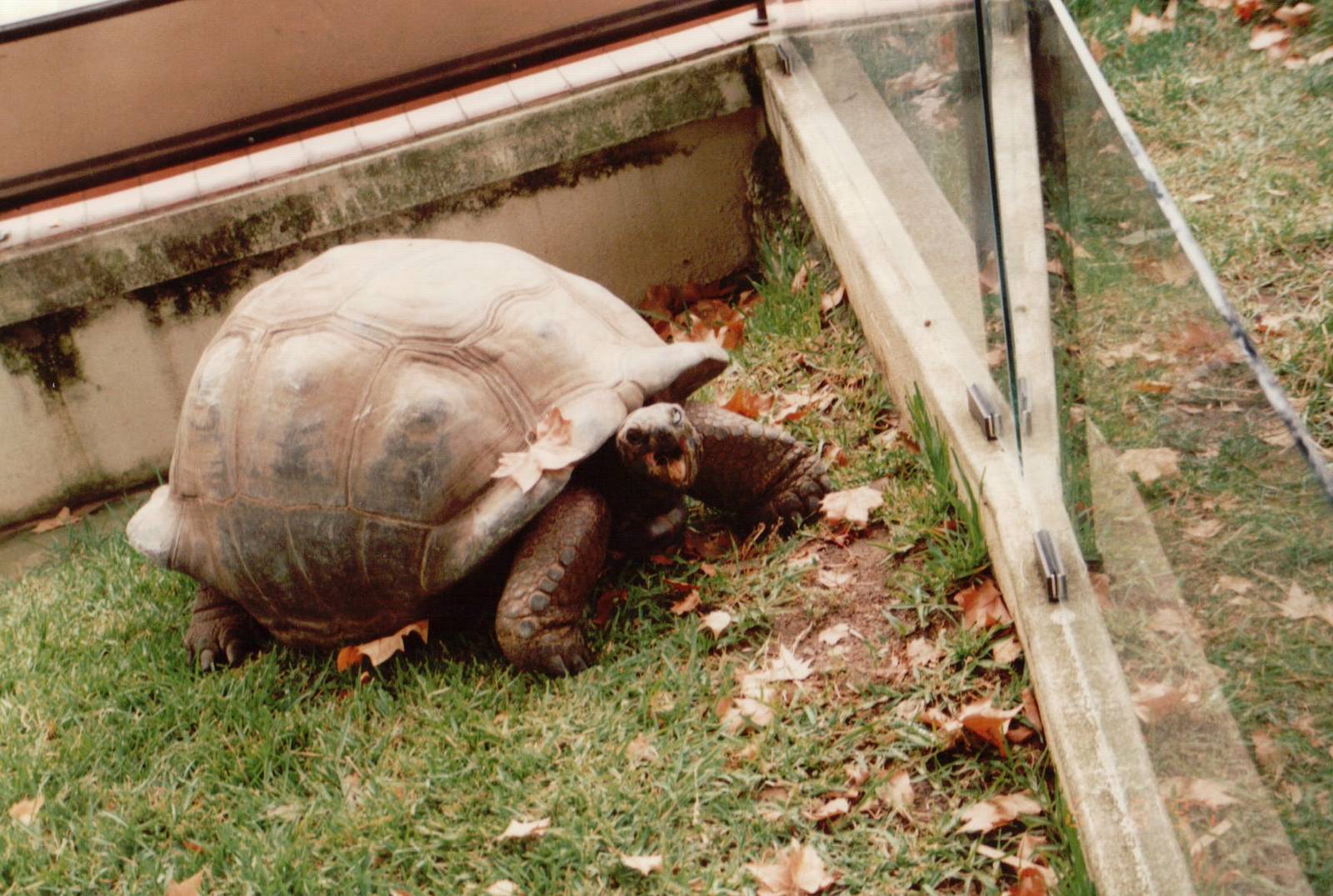 Lisbon Zoo 1997 - Aldabra Giant Tortoise