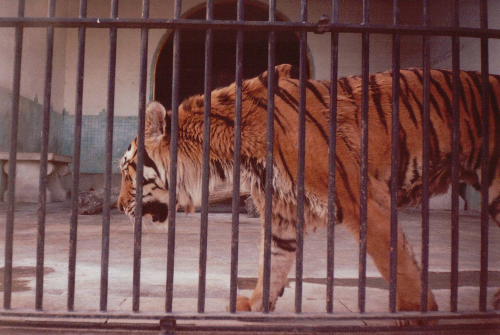 Lisbon Zoo 1997 - Amur Tiger