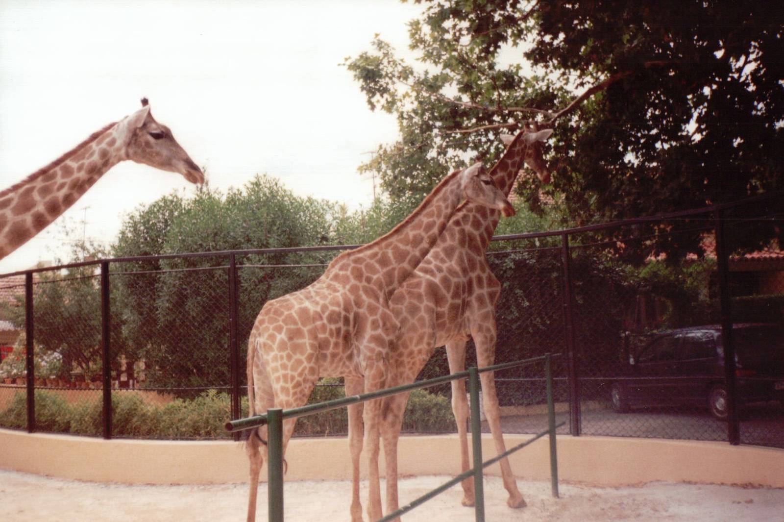 Lisbon Zoo 1997 - Angolan Giraffes