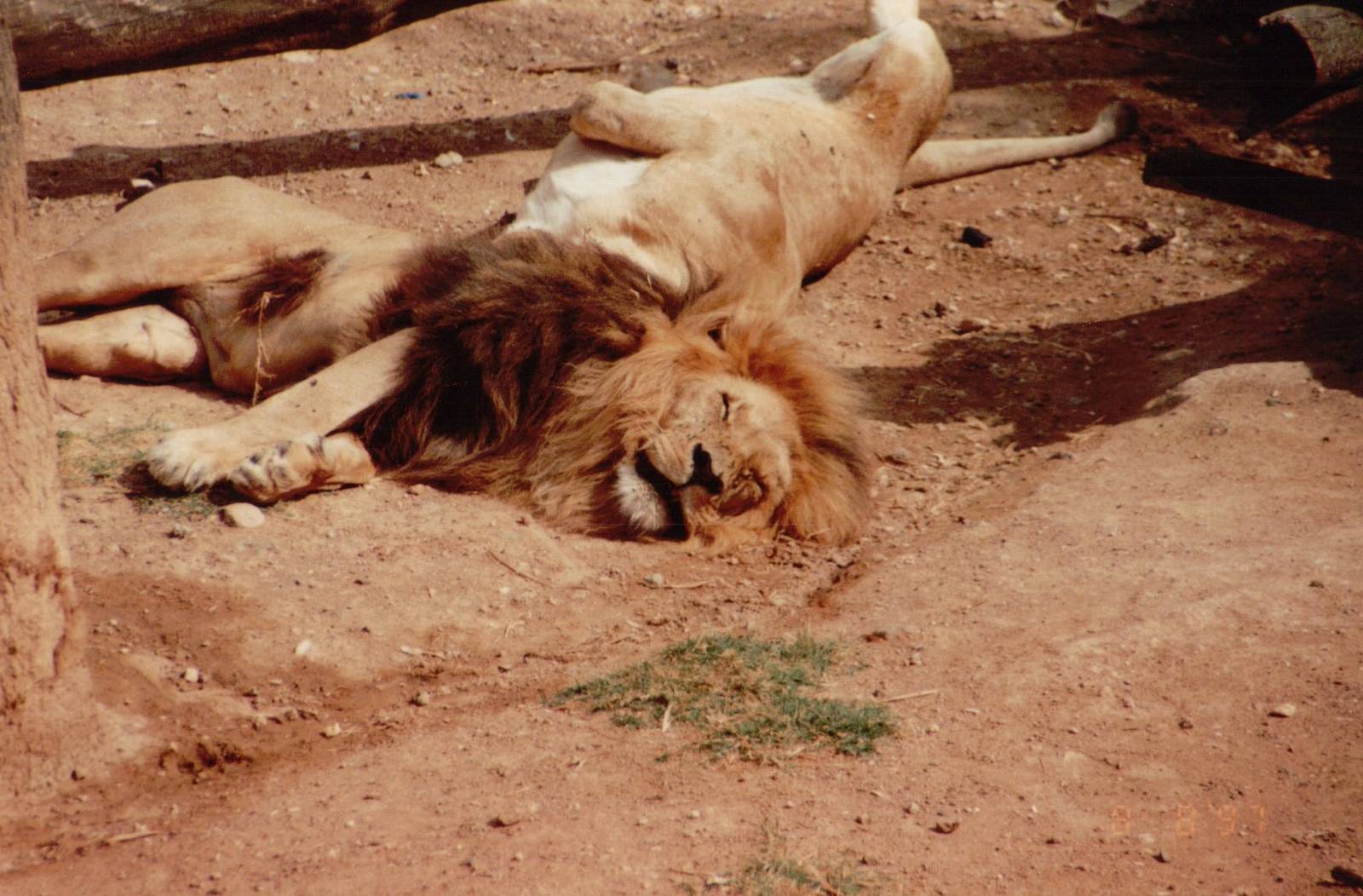 Lisbon Zoo 1997 - Angolan Lion