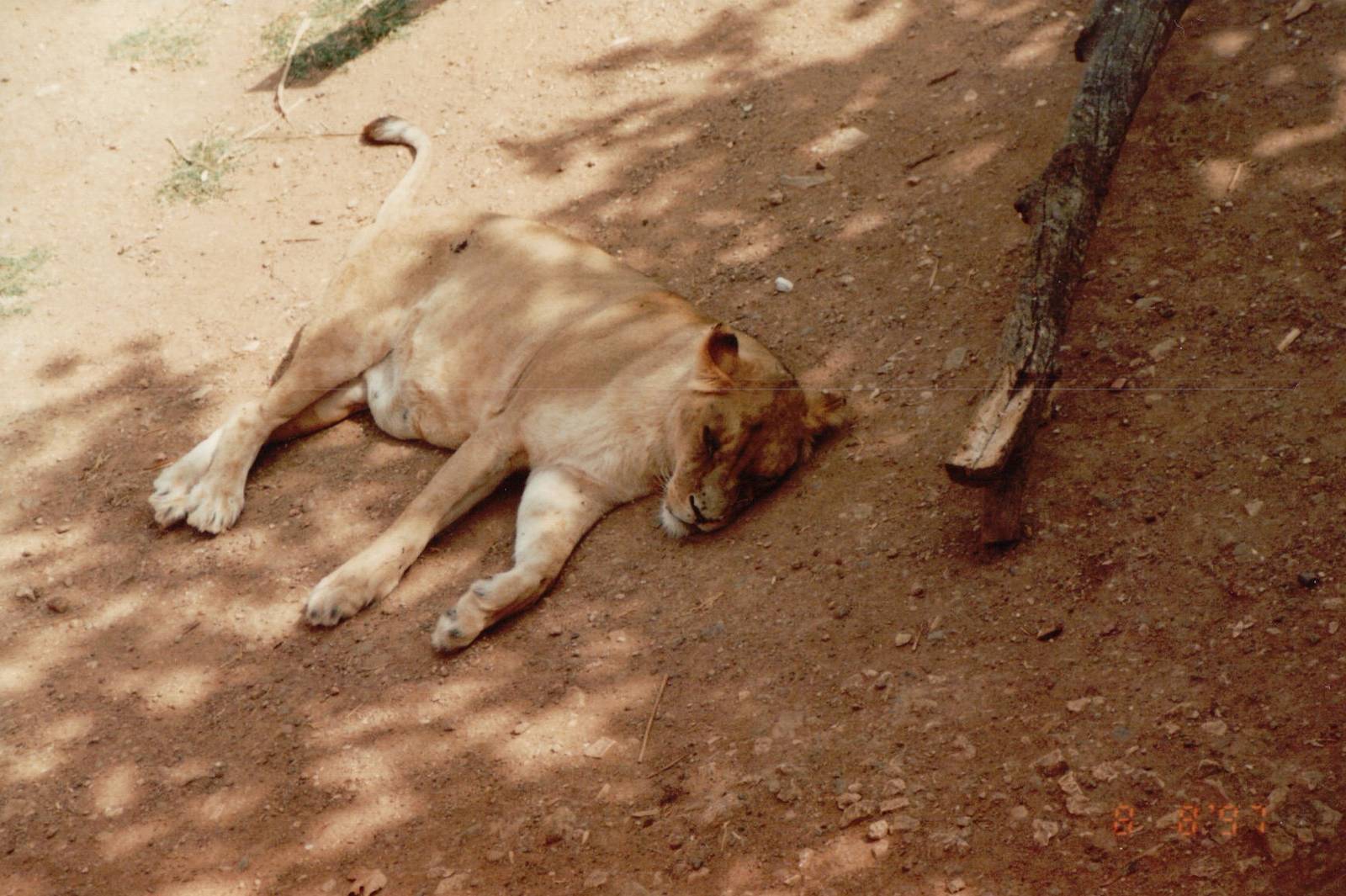 Lisbon Zoo 1997 - Angolan Lioness