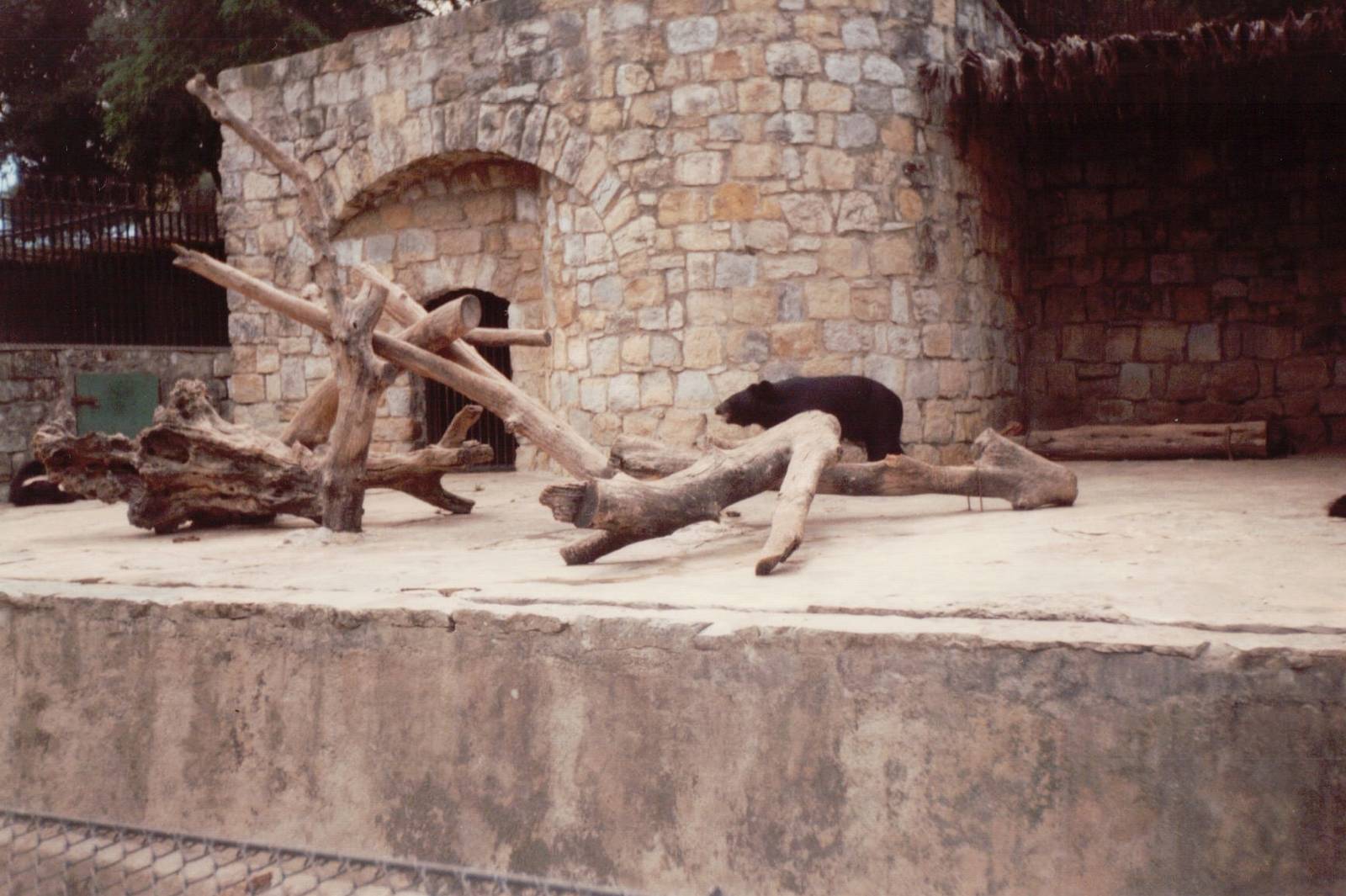Lisbon Zoo 1997 - Asiatic Black Bear exhibit