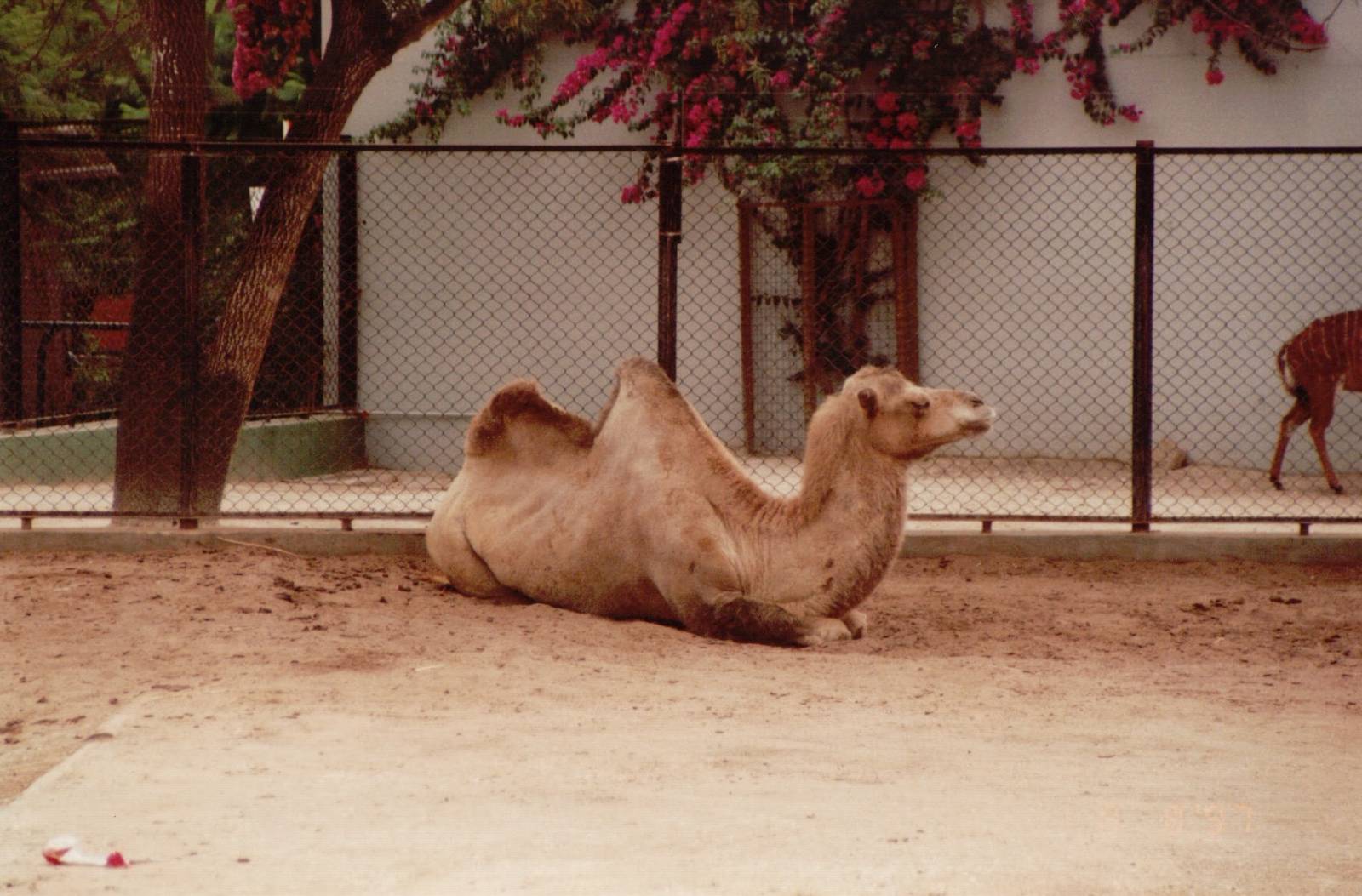 Lisbon Zoo 1997 - Bactrian Camel