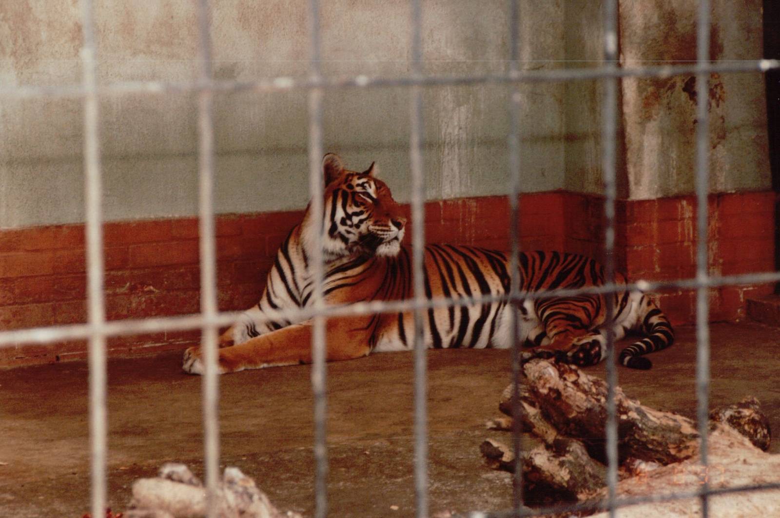 Lisbon Zoo 1997 - Bengal Tiger?