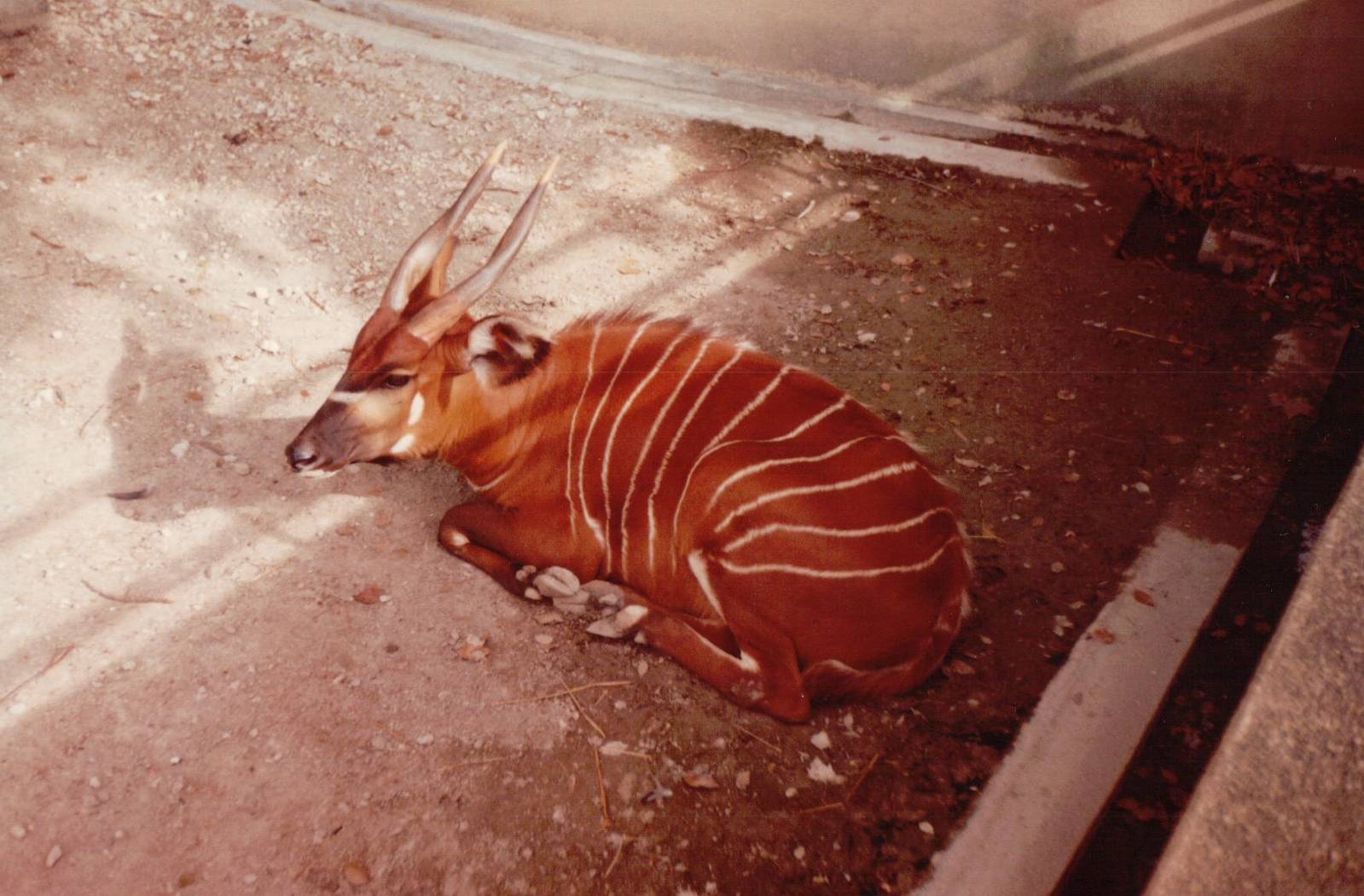 Lisbon Zoo 1997 - Bongo