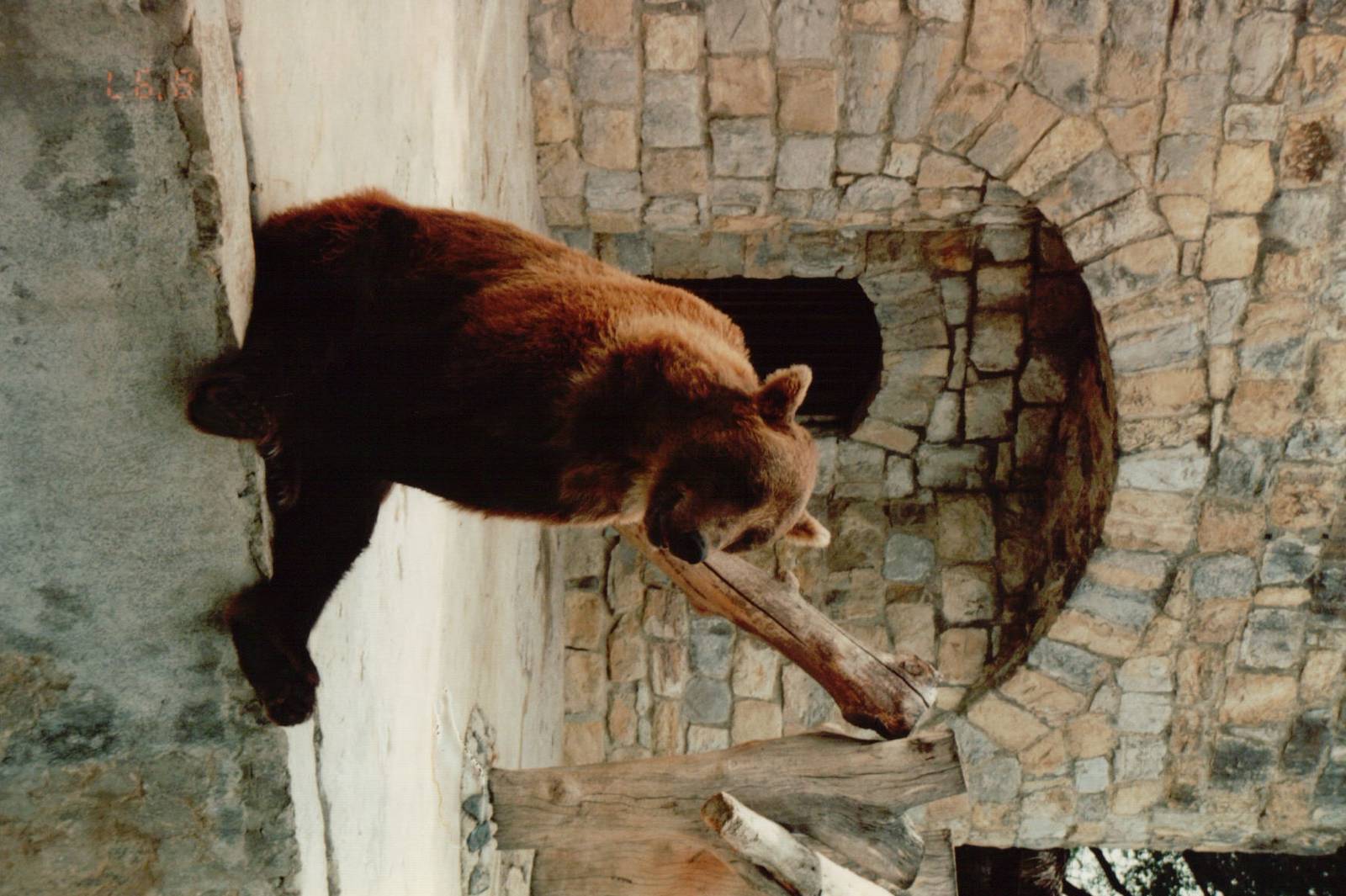 Lisbon Zoo 1997 - Brown Bear