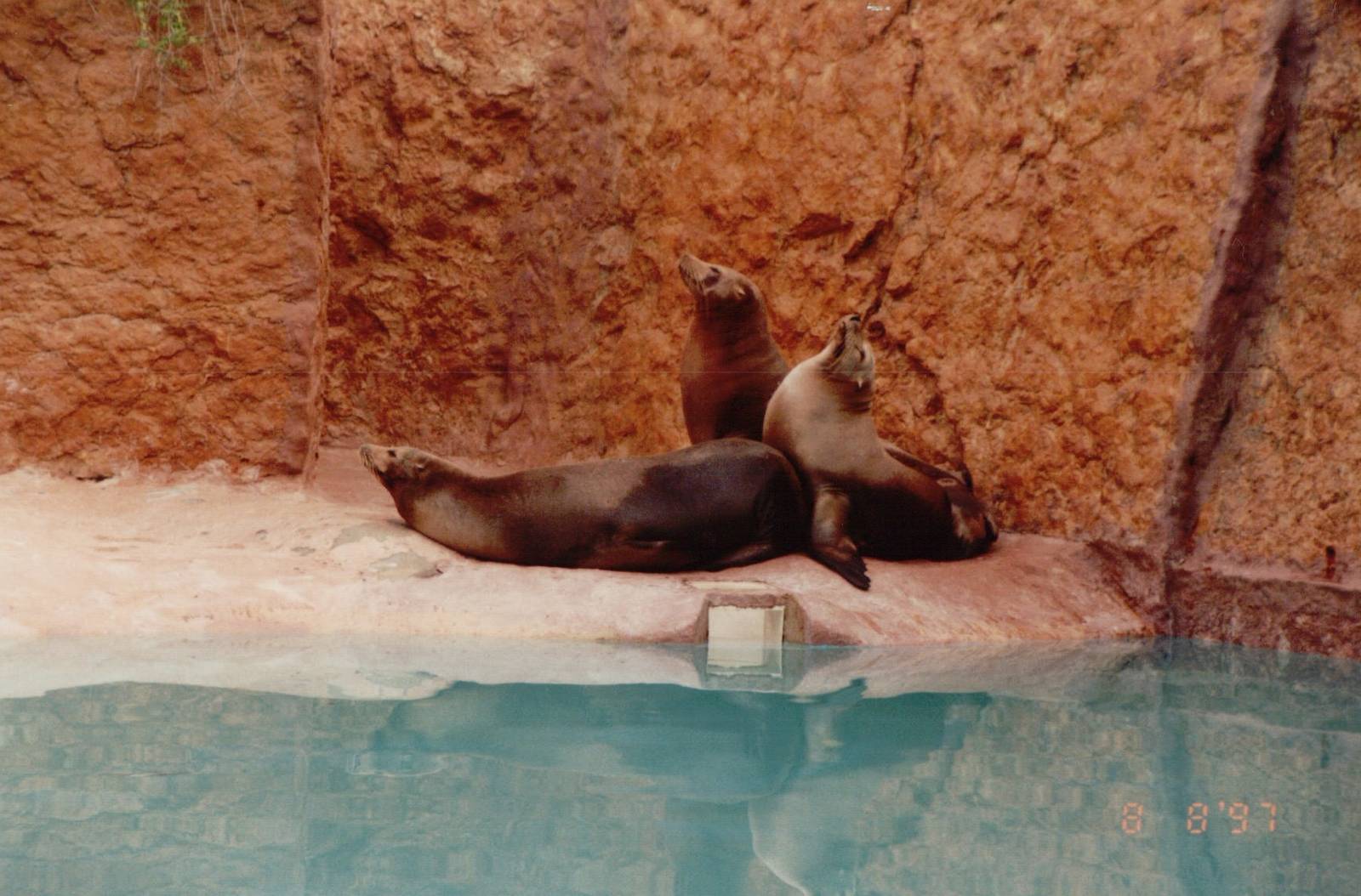Lisbon Zoo 1997 - California Sea Lions