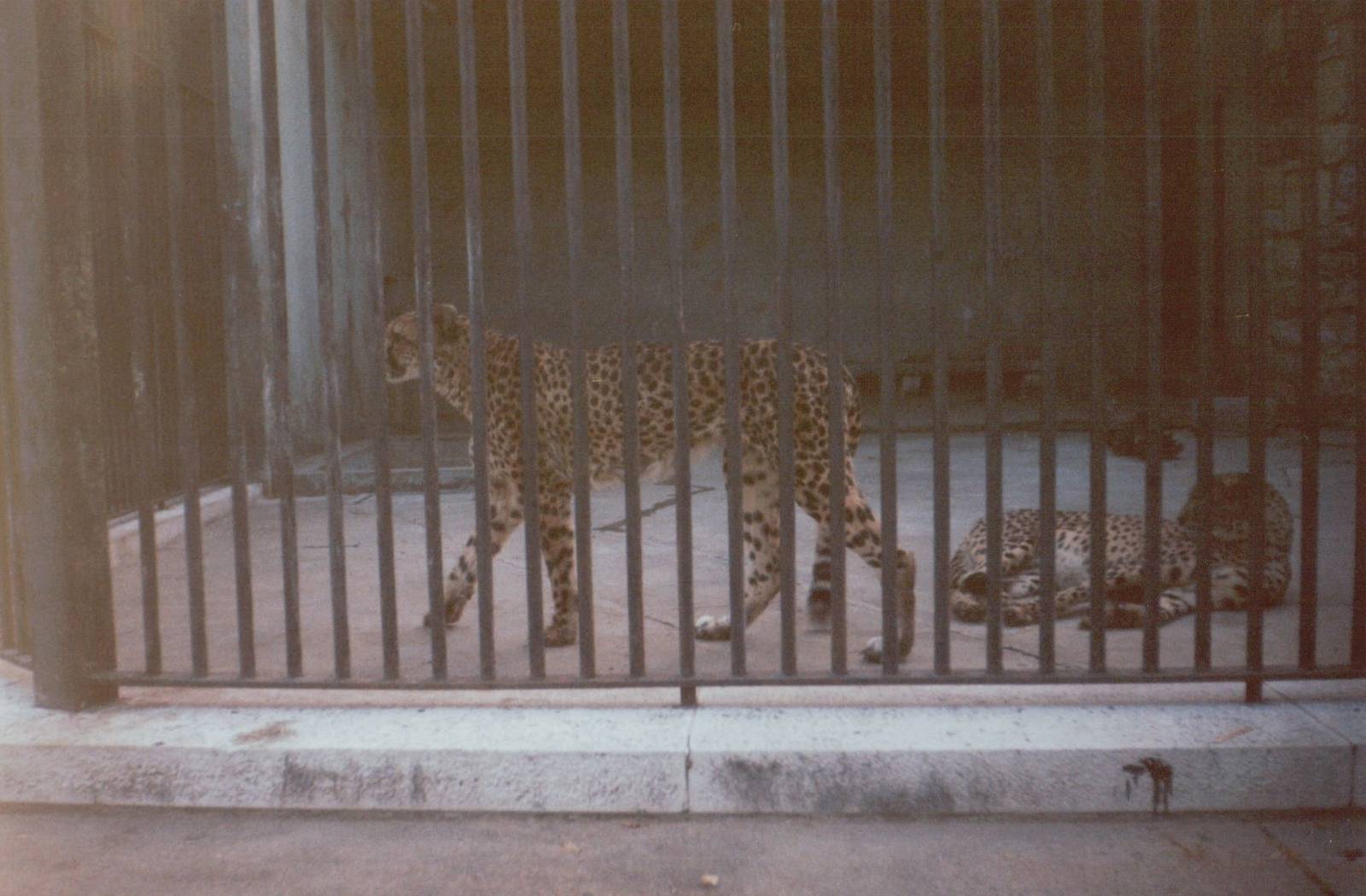 Lisbon Zoo 1997 - Cheetahs