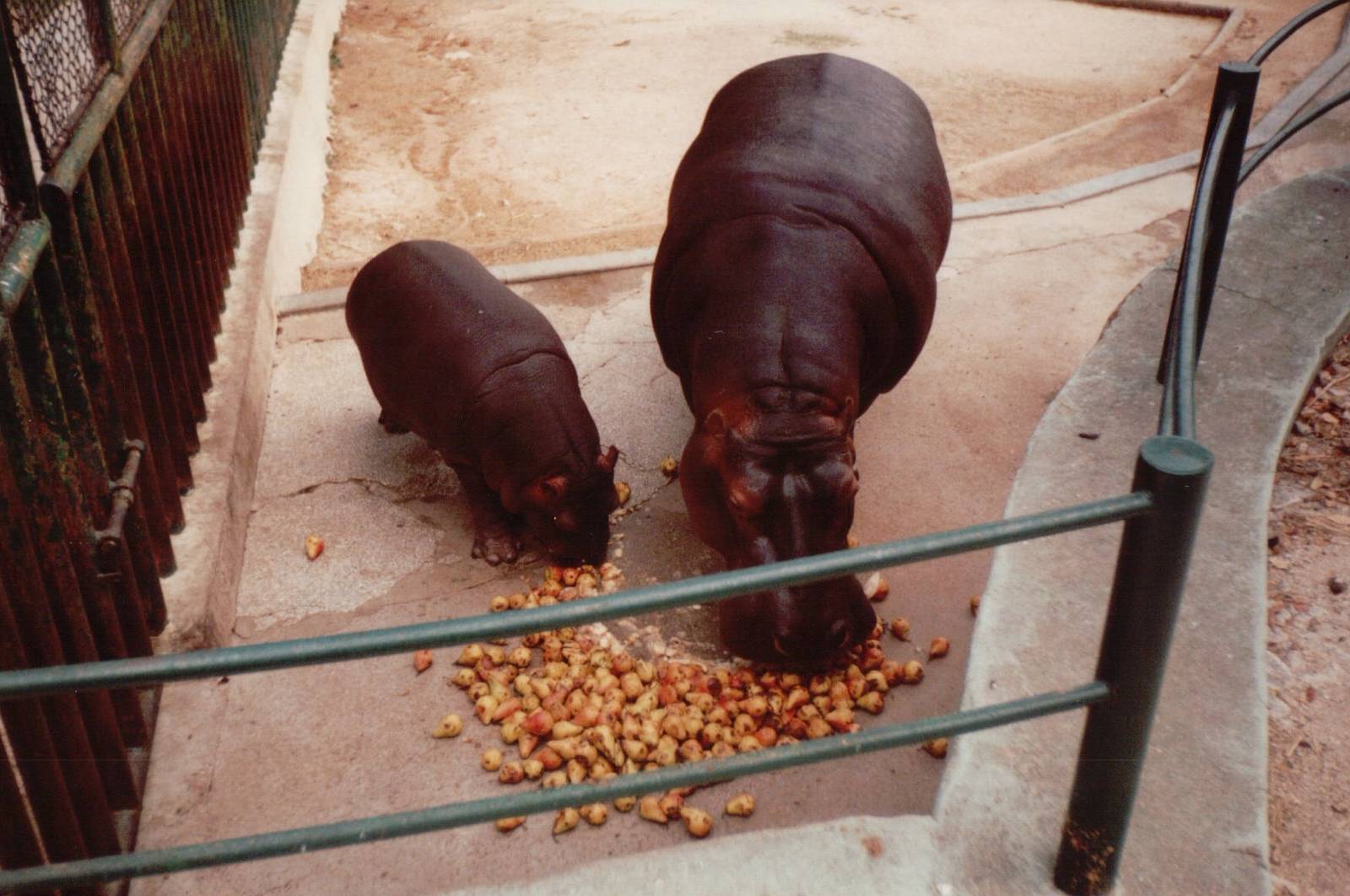 Lisbon Zoo 1997 - Common Hippopotamus and calf feeding