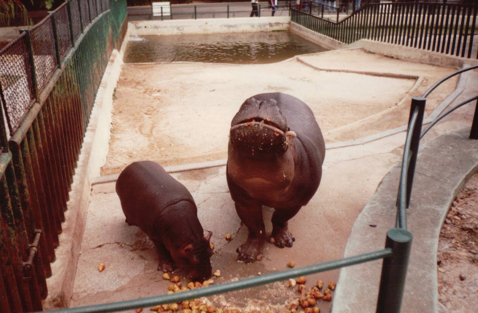 Lisbon Zoo 1997 - Common Hippopotamus and calf feeding
