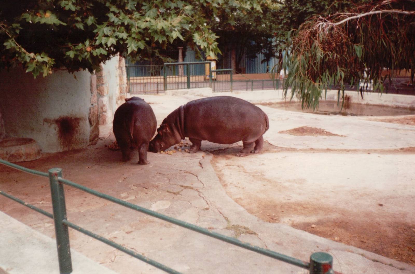 Lisbon Zoo 1997 - Common Hippopotamus feeding