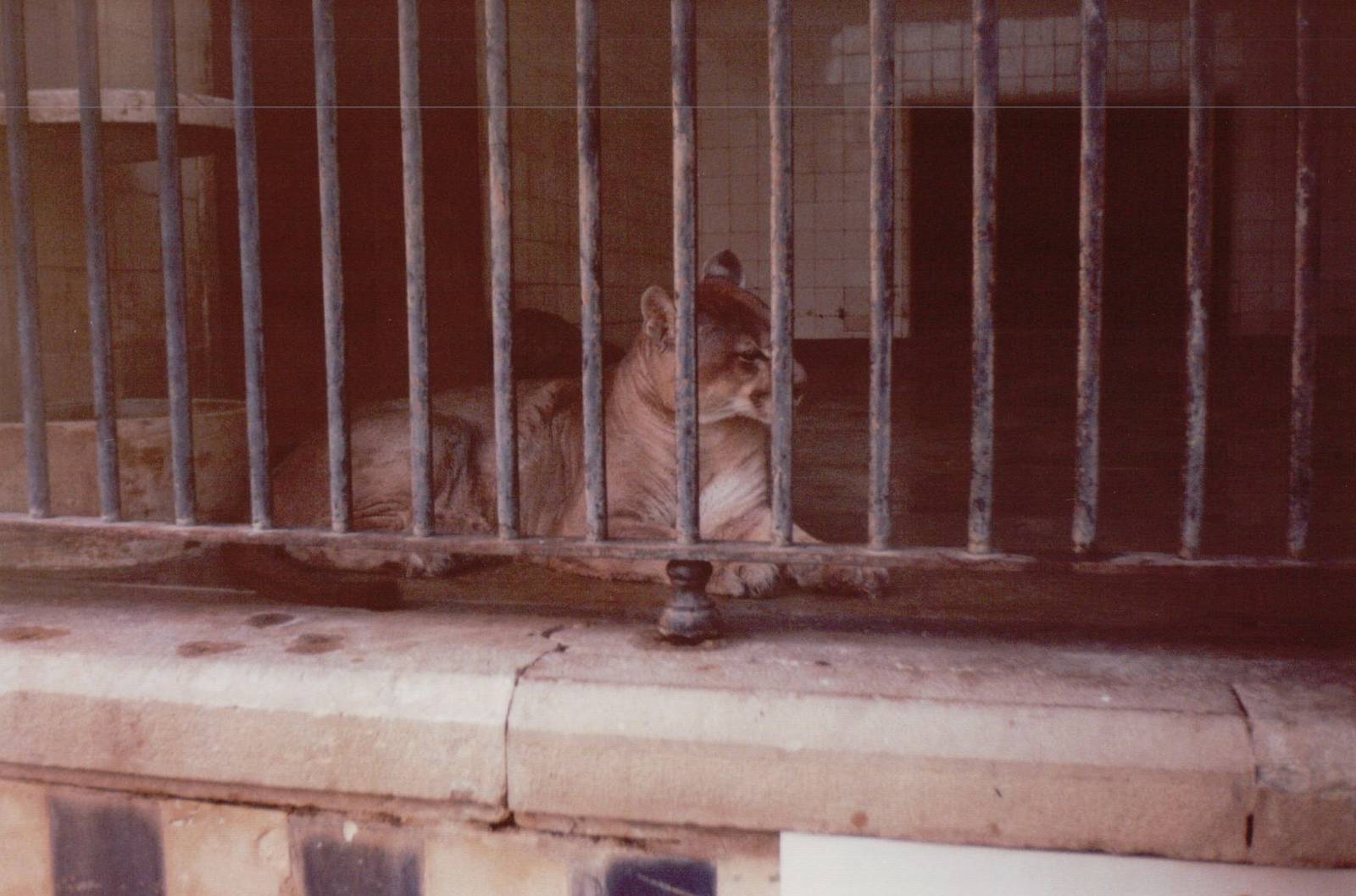 Lisbon Zoo 1997 - Cougar