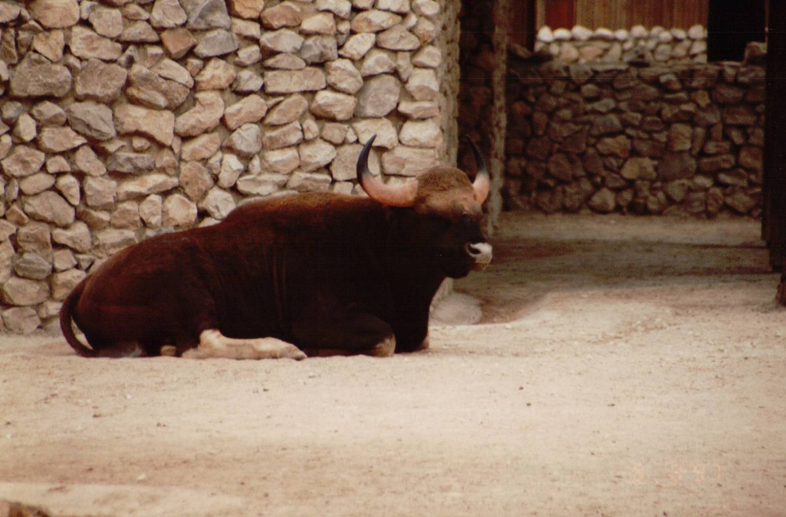 Lisbon Zoo 1997 - Indian Gaur
