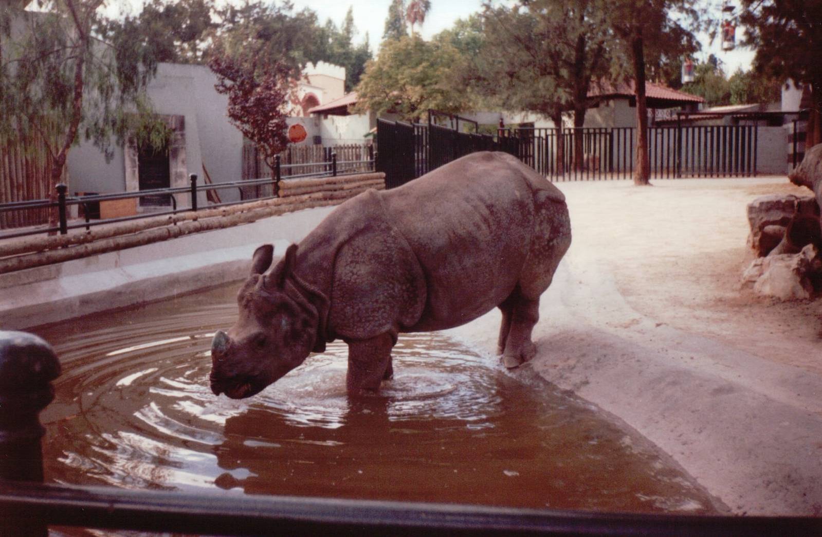 Lisbon Zoo 1997 - Indian Rhinoceros entering the water