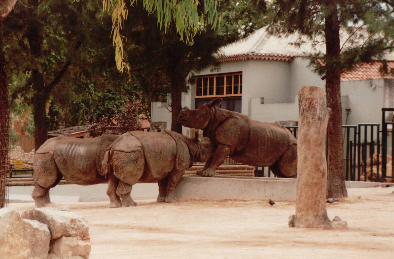 Lisbon Zoo 1997 - Indian Rhinoceros