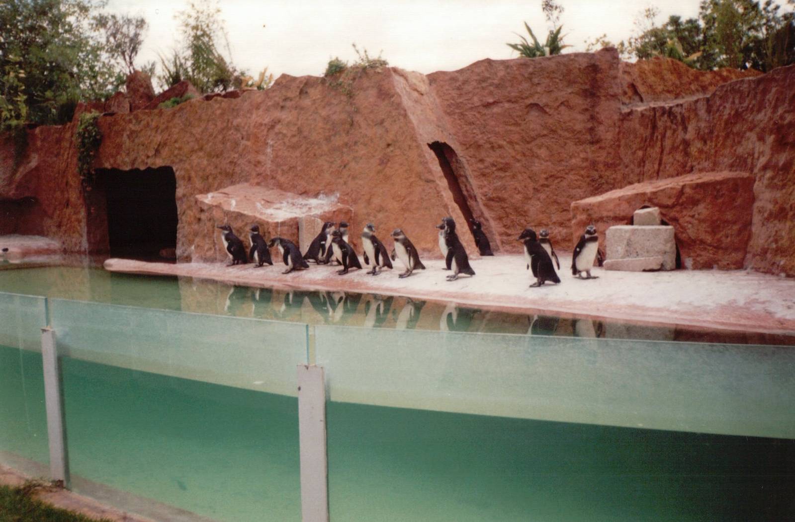 Lisbon Zoo 1997 - Jackass Penguin exhibit