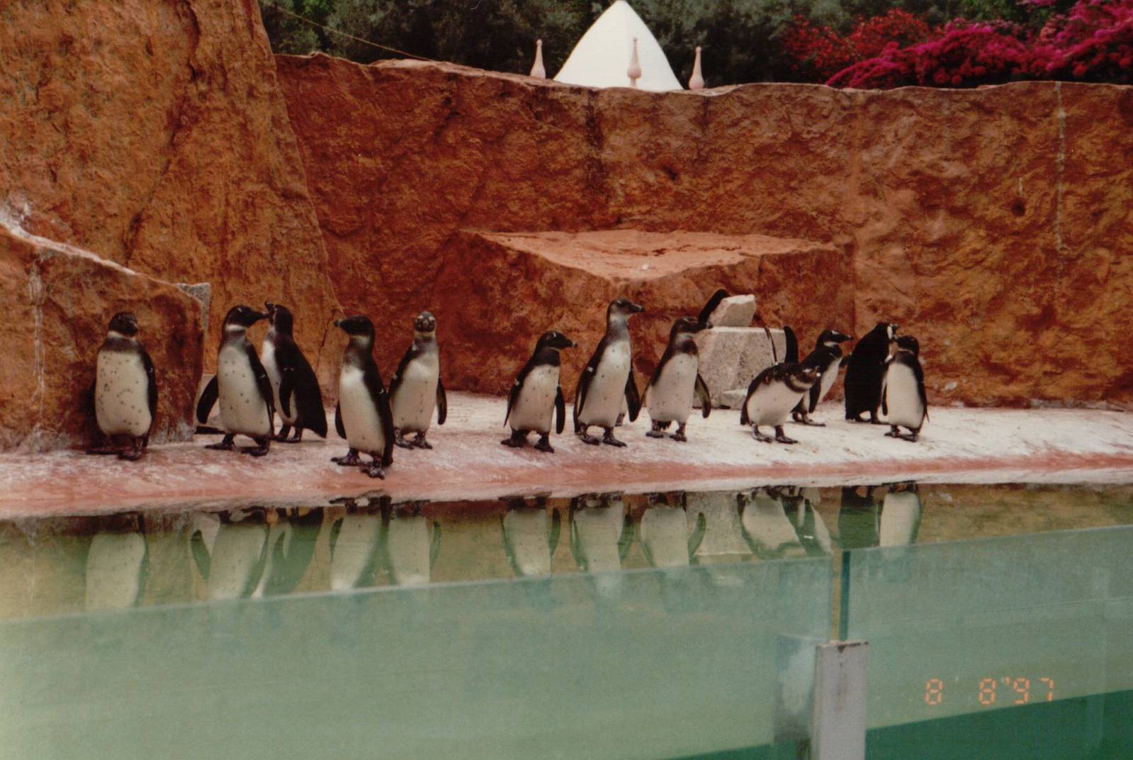 Lisbon Zoo 1997 - Jackass Penguins