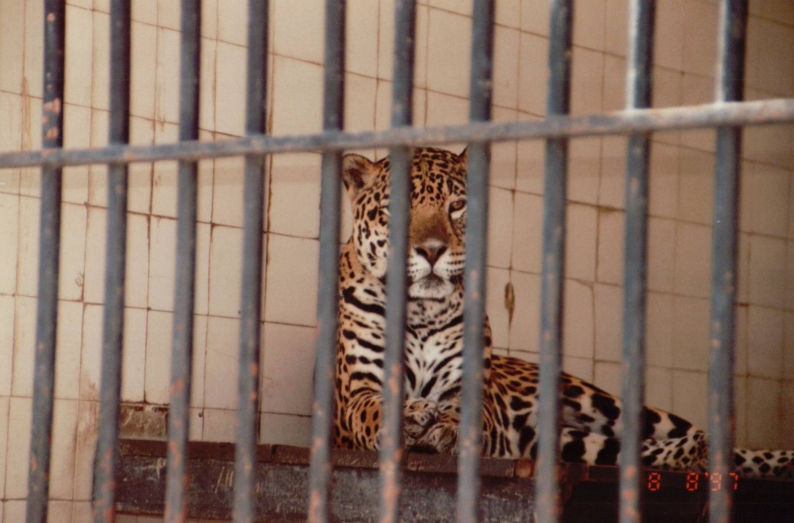 Lisbon Zoo 1997 - Jaguar