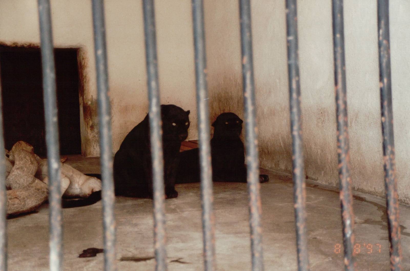 Lisbon Zoo 1997 - Melanistic Leopards
