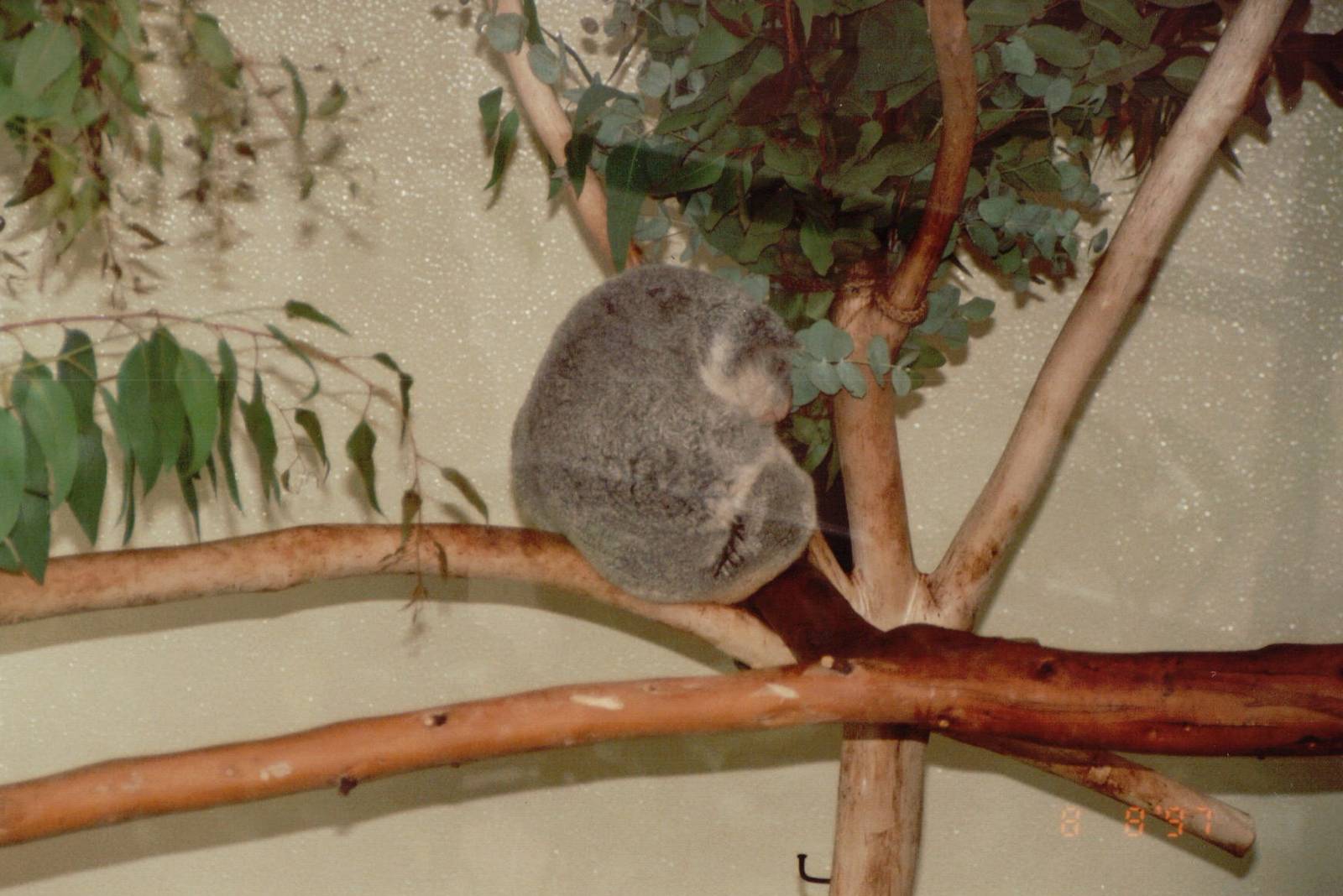 Lisbon Zoo 1997 - My very first Koala