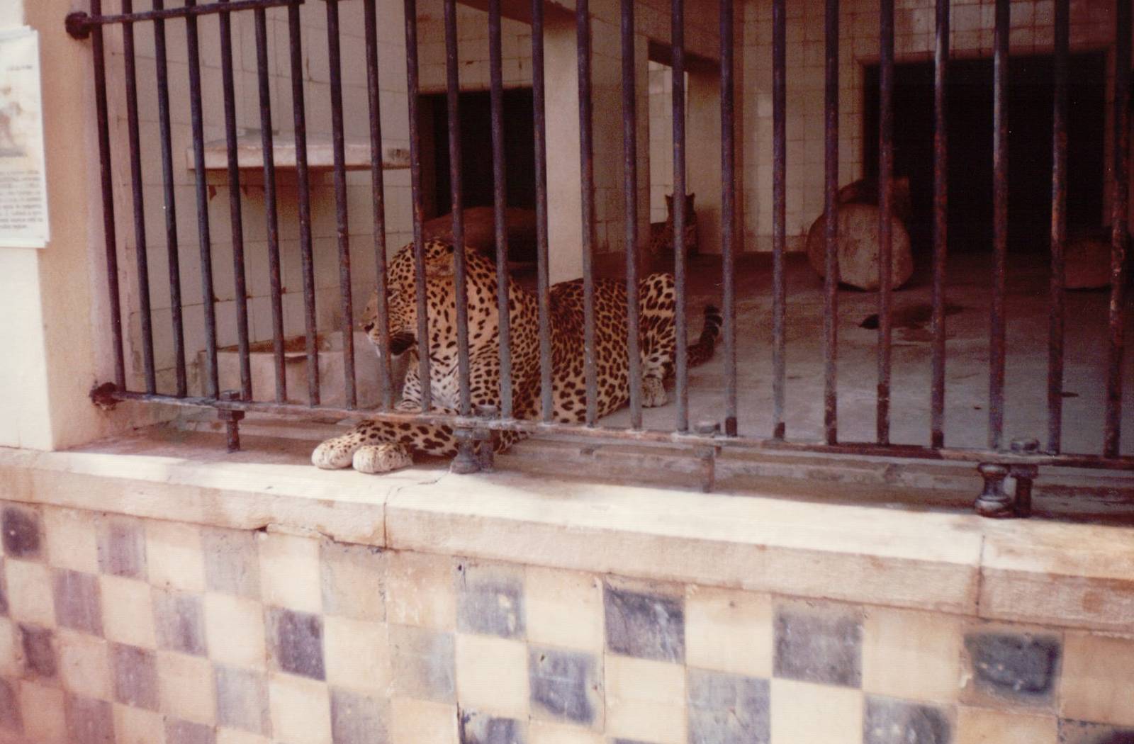 Lisbon Zoo 1997 - North Persian Leopard?