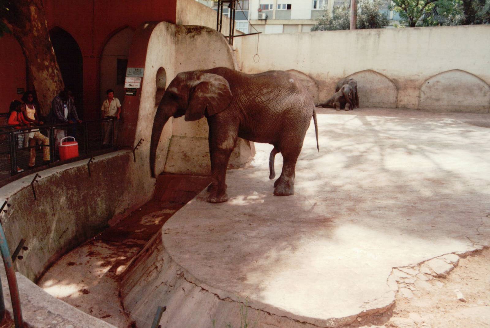 Lisbon Zoo 1997 - Part of the African Elephant exhibit