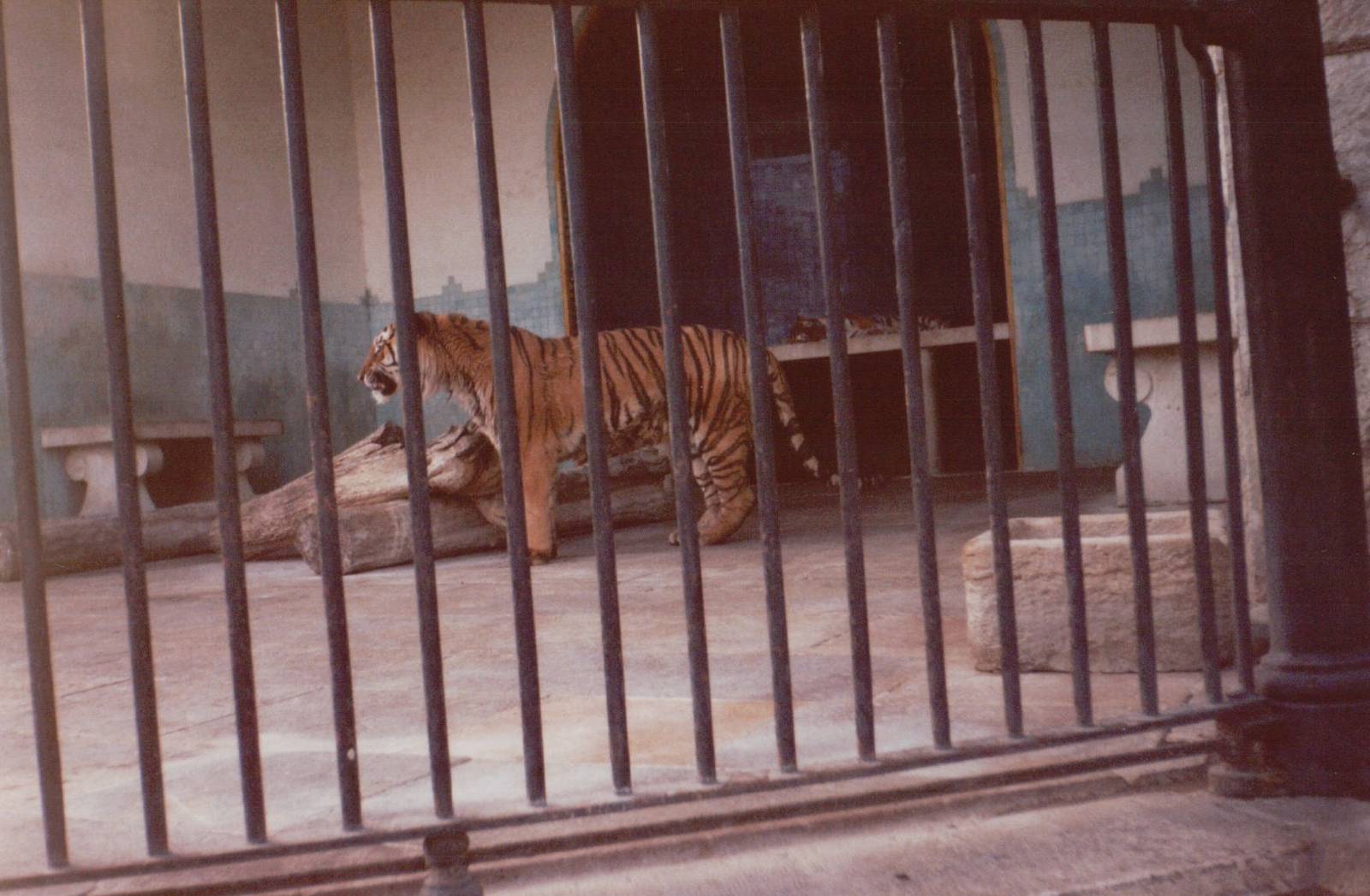 Lisbon Zoo 1997 - Part of the Amur Tiger cage