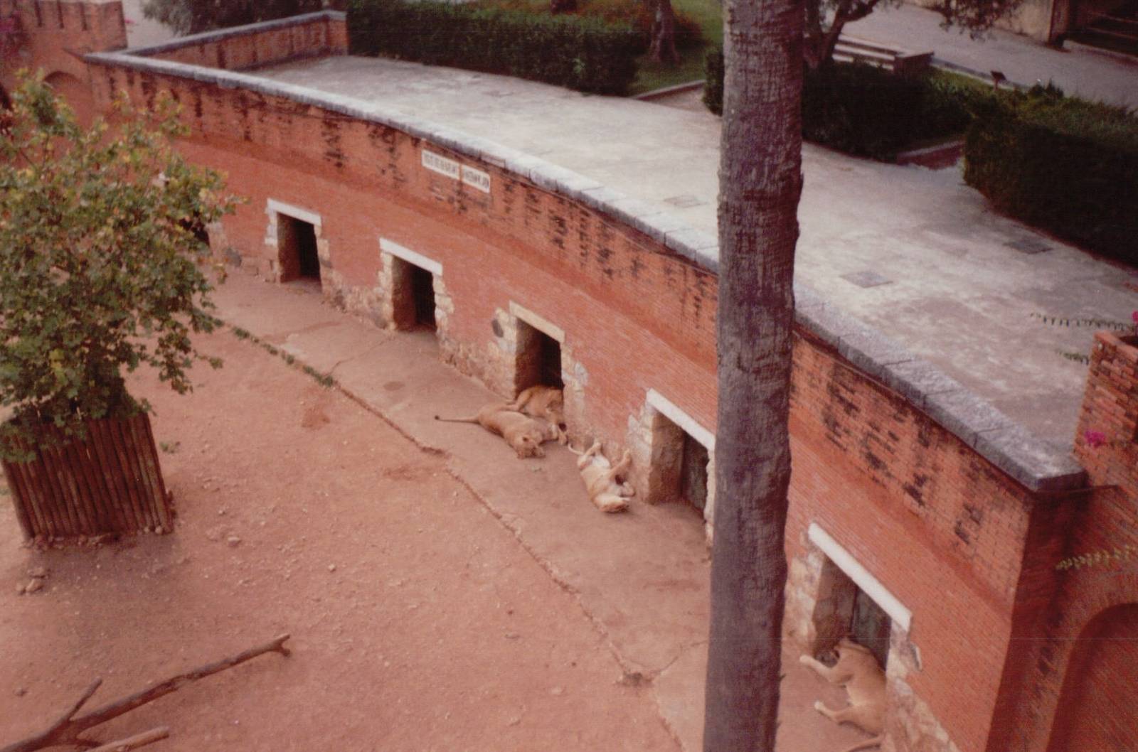 Lisbon Zoo 1997 - Part of the Angolan Lion exhibit