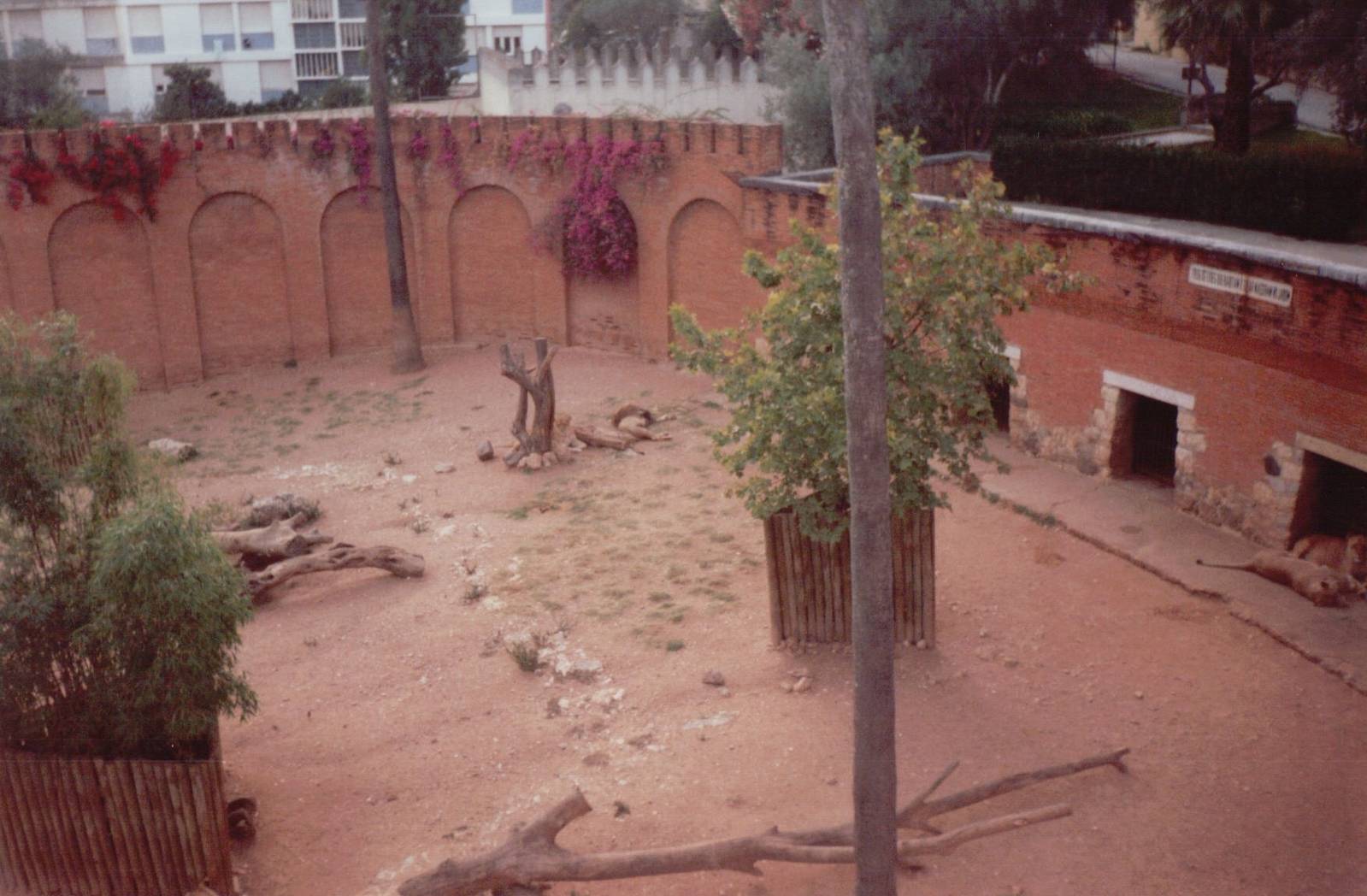 Lisbon Zoo 1997 - Part of the Angolan Lion exhibit