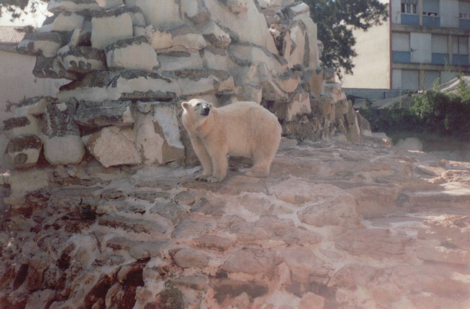 Lisbon Zoo 1997 - Part of the Polar Bear