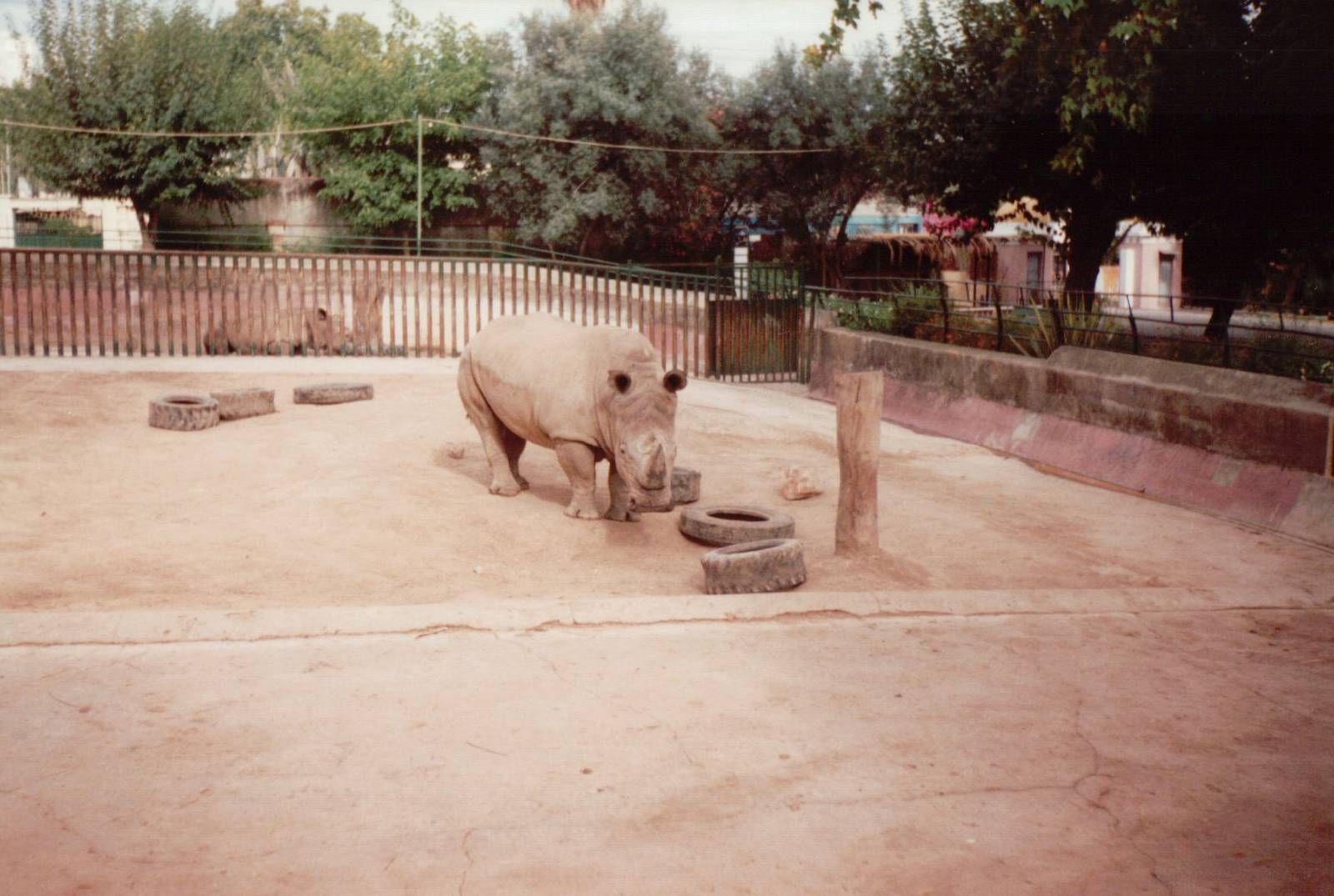 Lisbon Zoo 1997 - Part of the White Rhinoceros exhibit