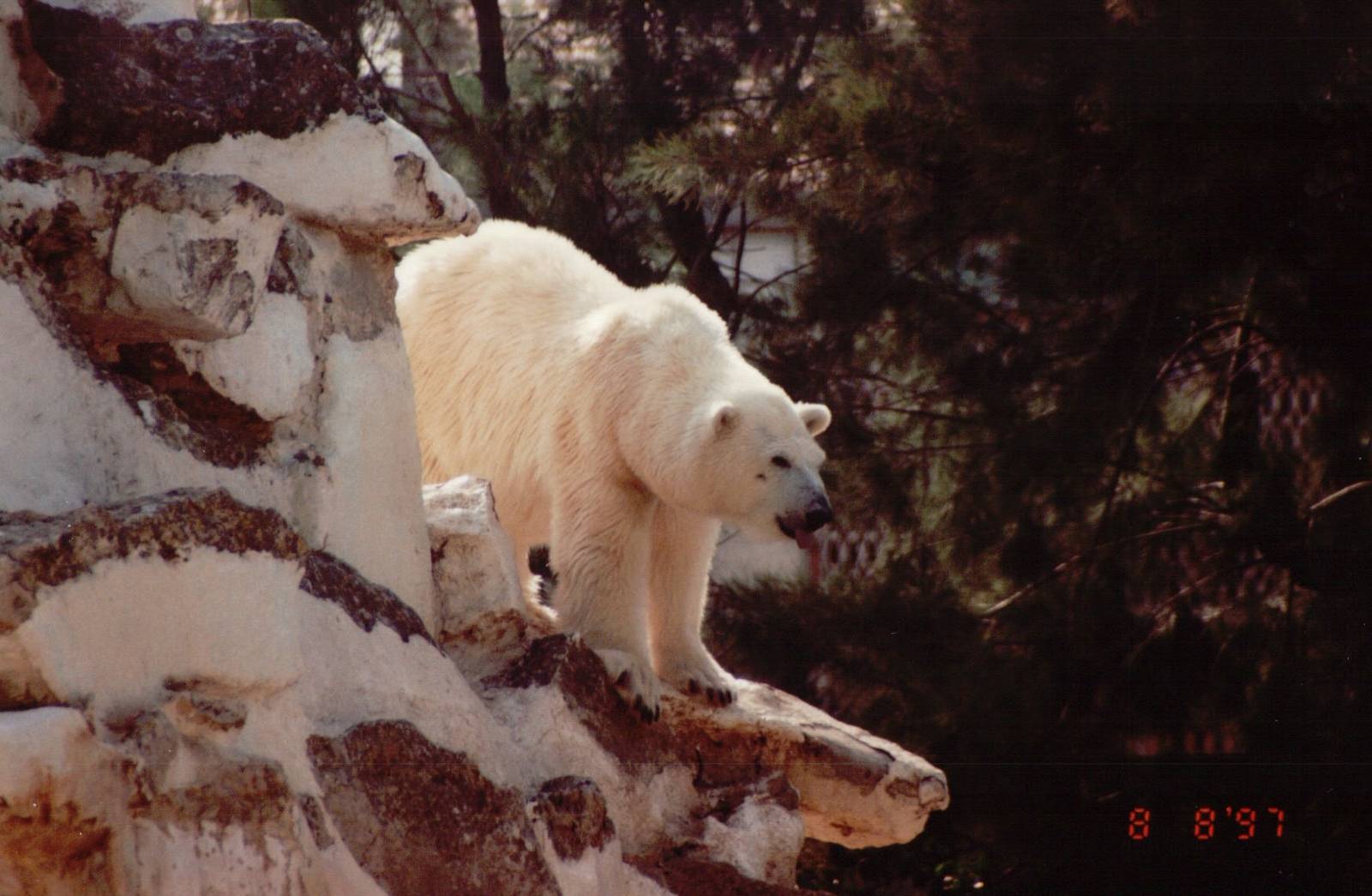 Lisbon Zoo 1997 - Polar Bear