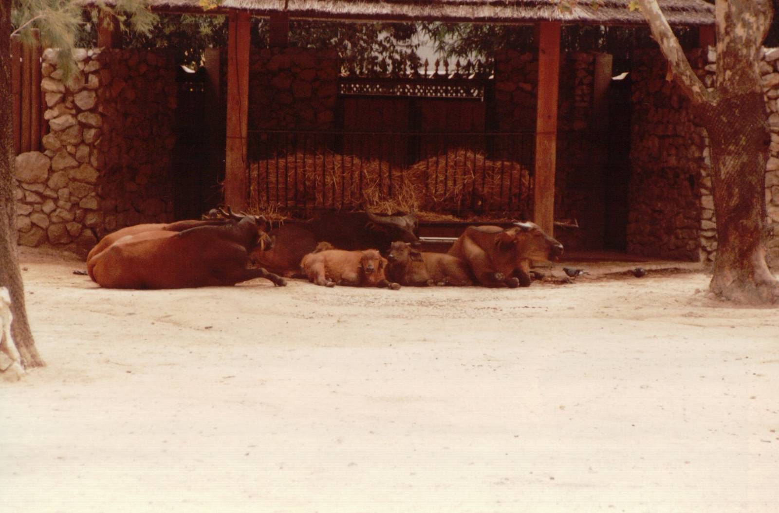 Lisbon Zoo 1997 - Red Buffalo group