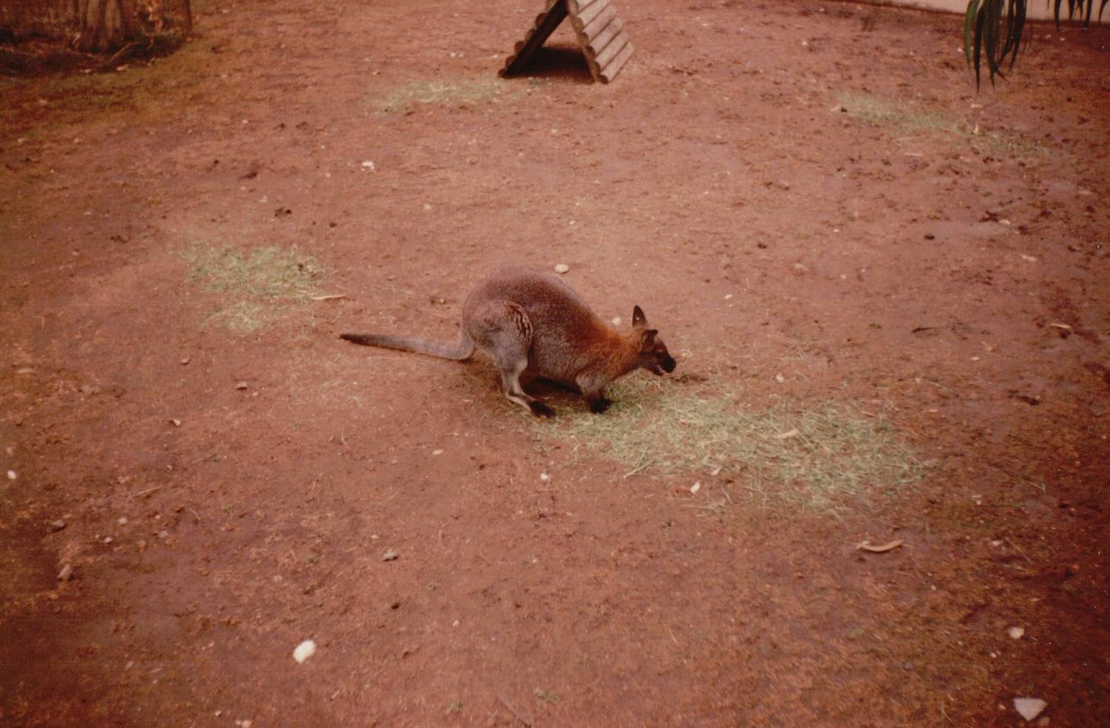 Lisbon Zoo 1997 - Red-necked Wallaby
