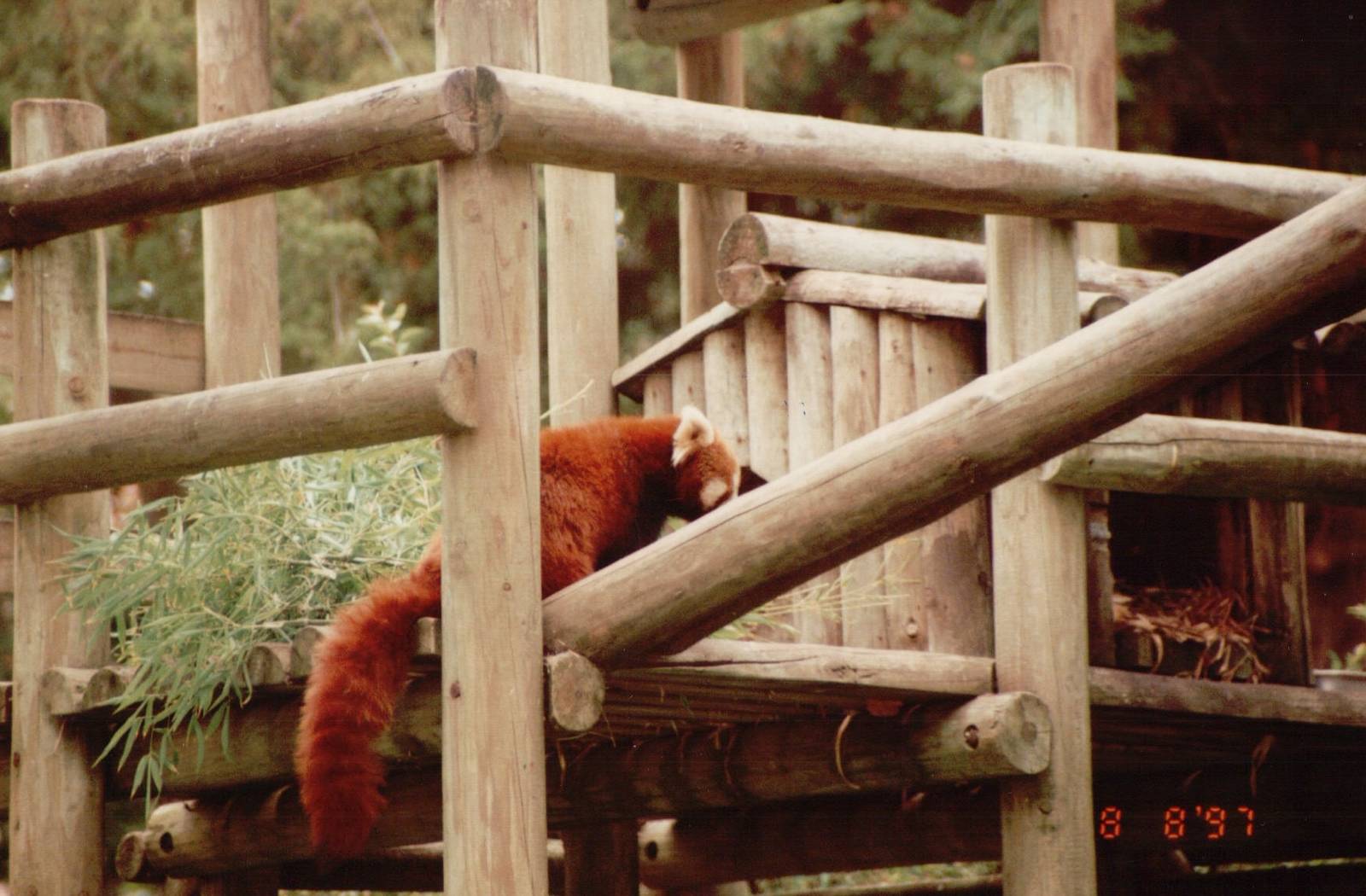 Lisbon Zoo 1997 - Red Panda