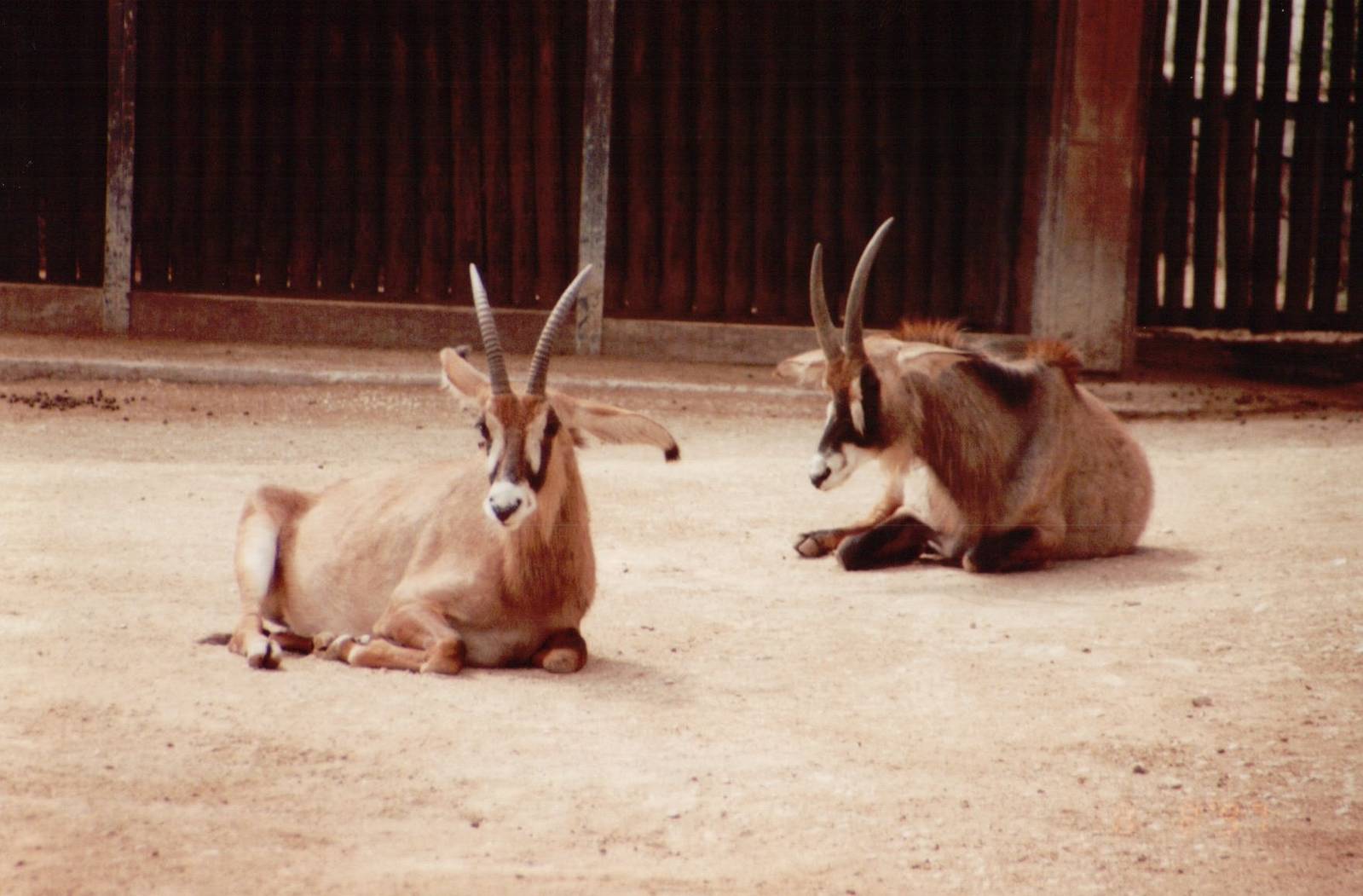 Lisbon Zoo 1997 - Roan Antelopes