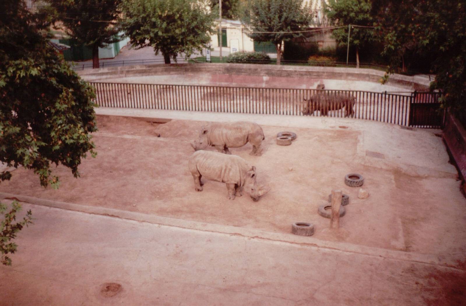 Lisbon Zoo 1997 - White Rhinoceros exhibit seen from the skyrail