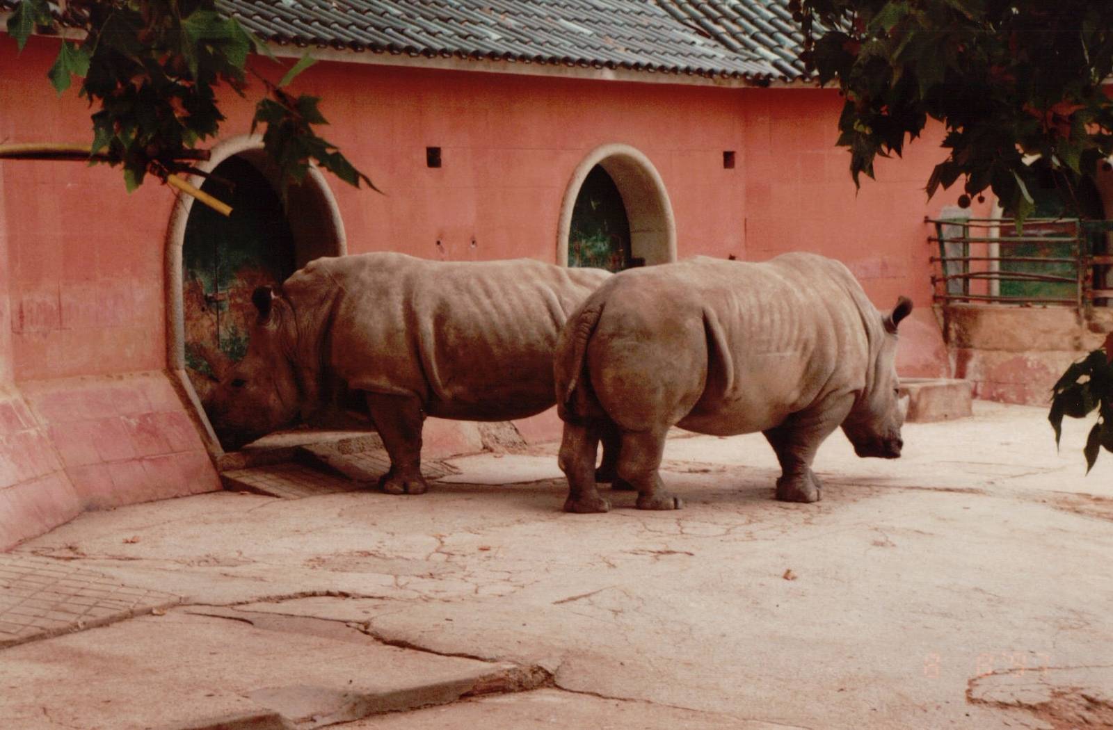 Lisbon Zoo 1997 - White Rhinoceros
