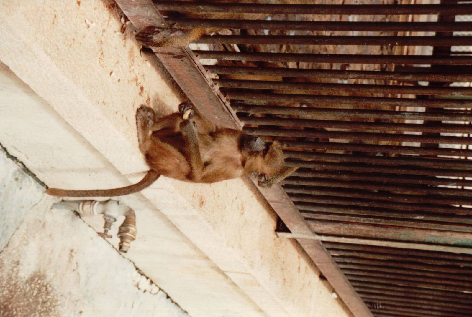 Lisbon Zoo 1997 - Young Baboon coming and going at its leisure