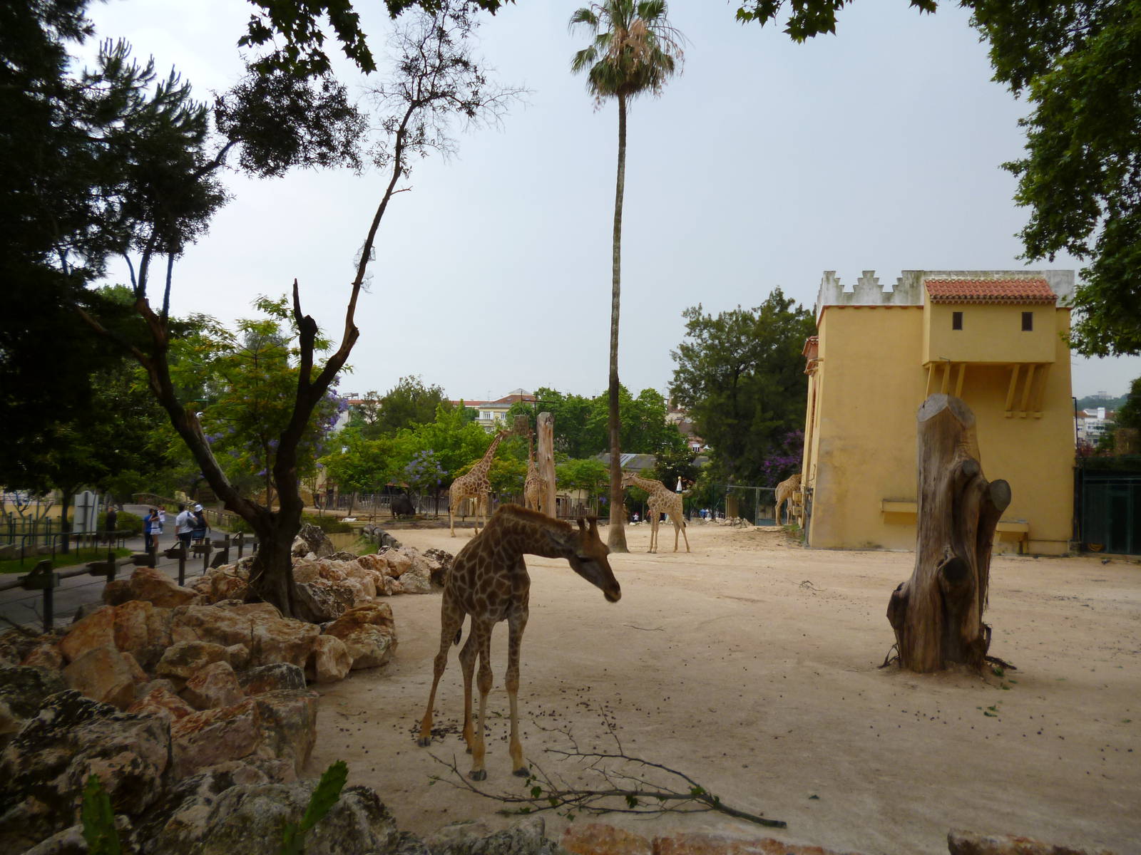 Lisbon Zoo 2011